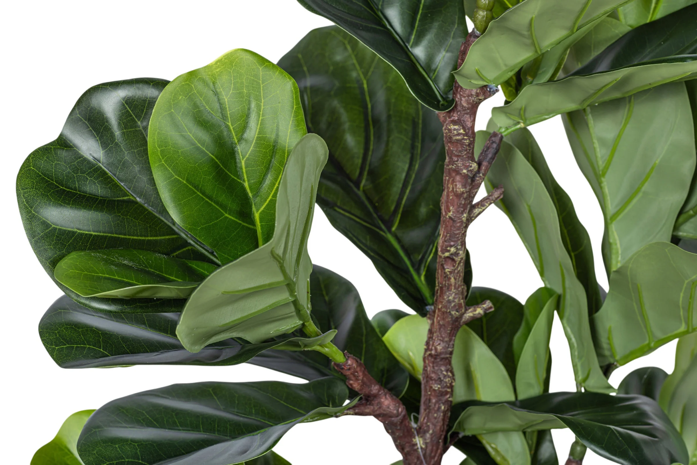 4' Fiddle Leaf Fig in Cylinder Pot with Green Moss FP1418 - Image 3