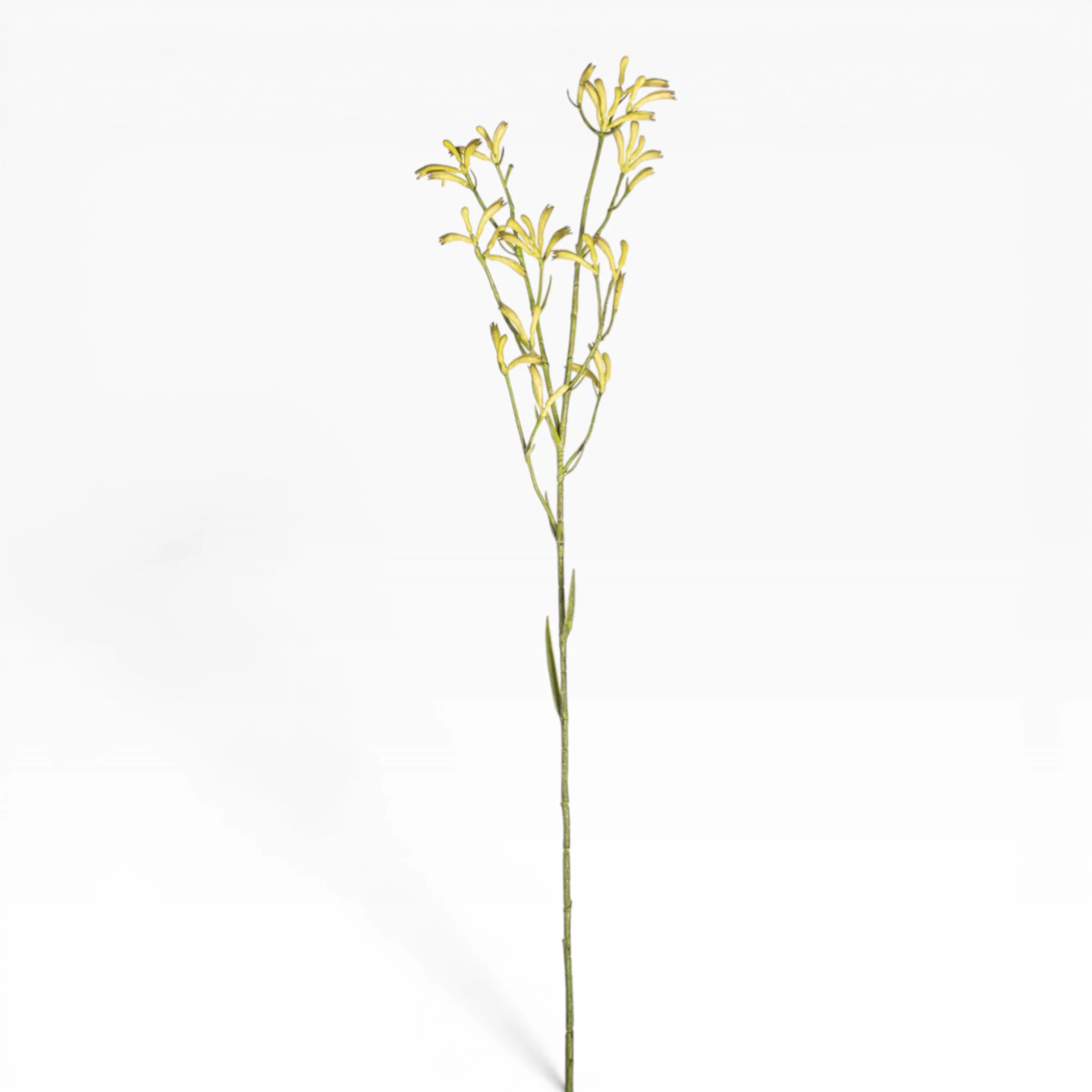 40" Kangaroo Paw - Green   ST1217
