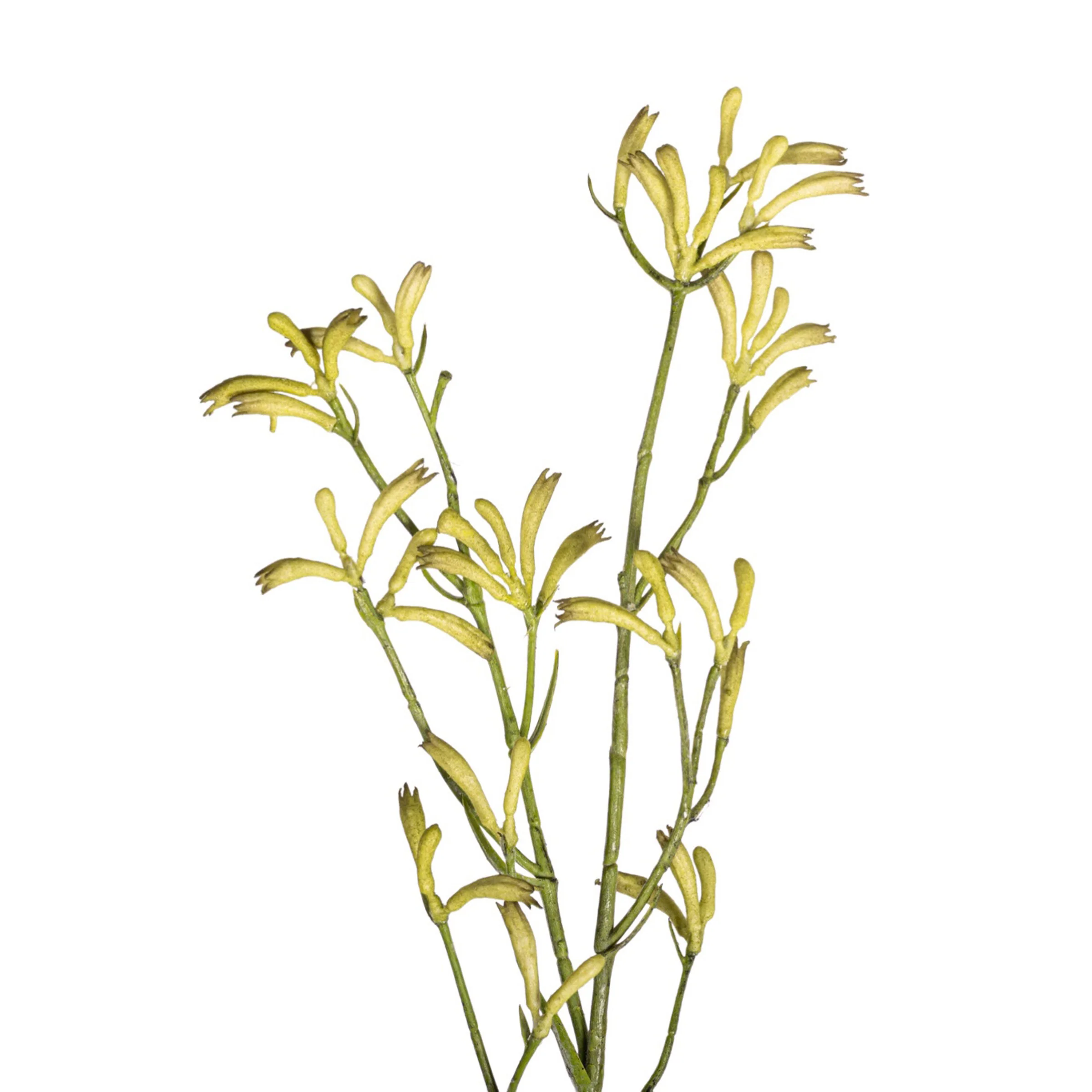 40" Kangaroo Paw - Green   ST1217 - Image 2