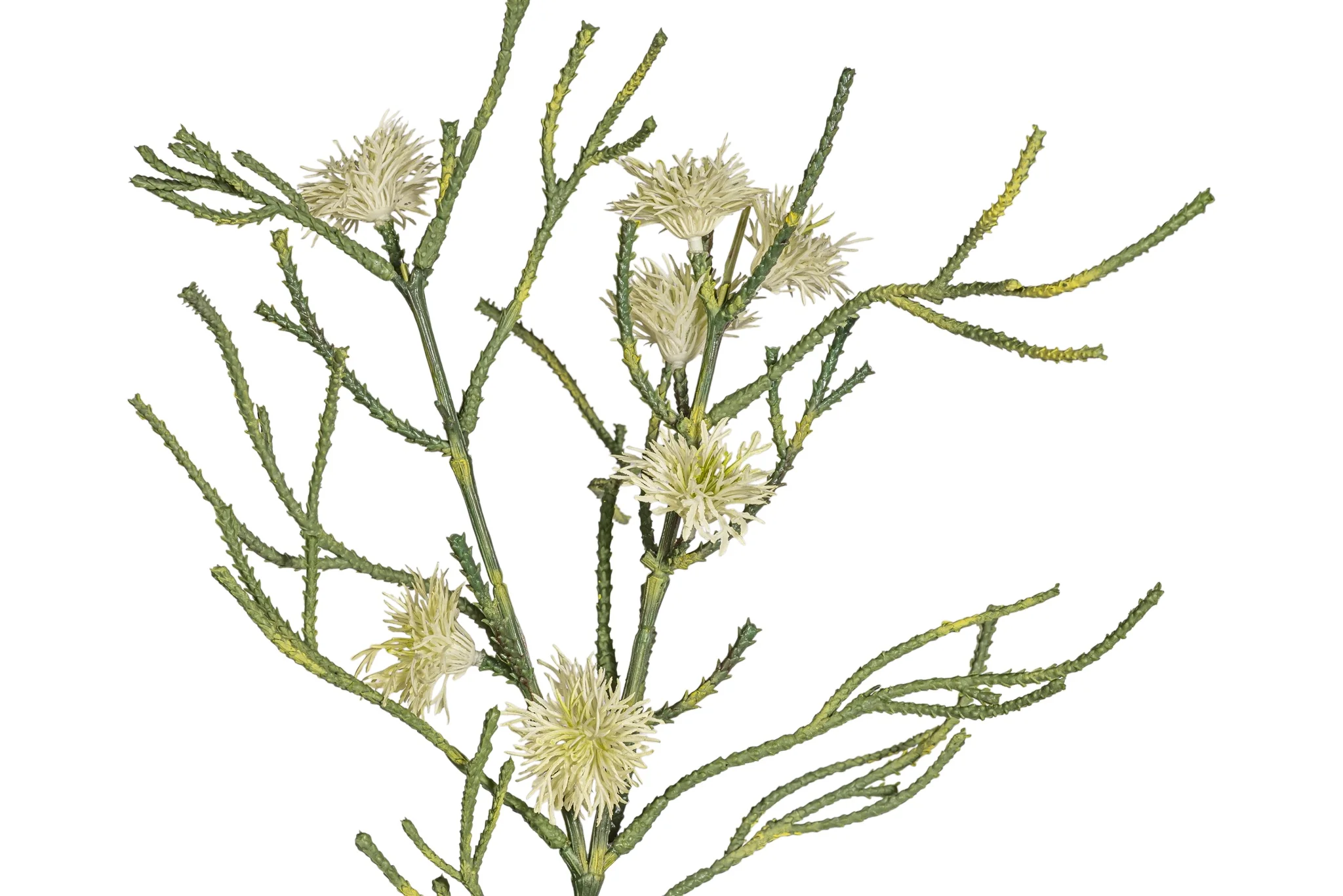 40" Spider Flower Stem  FL1086 - Image 2