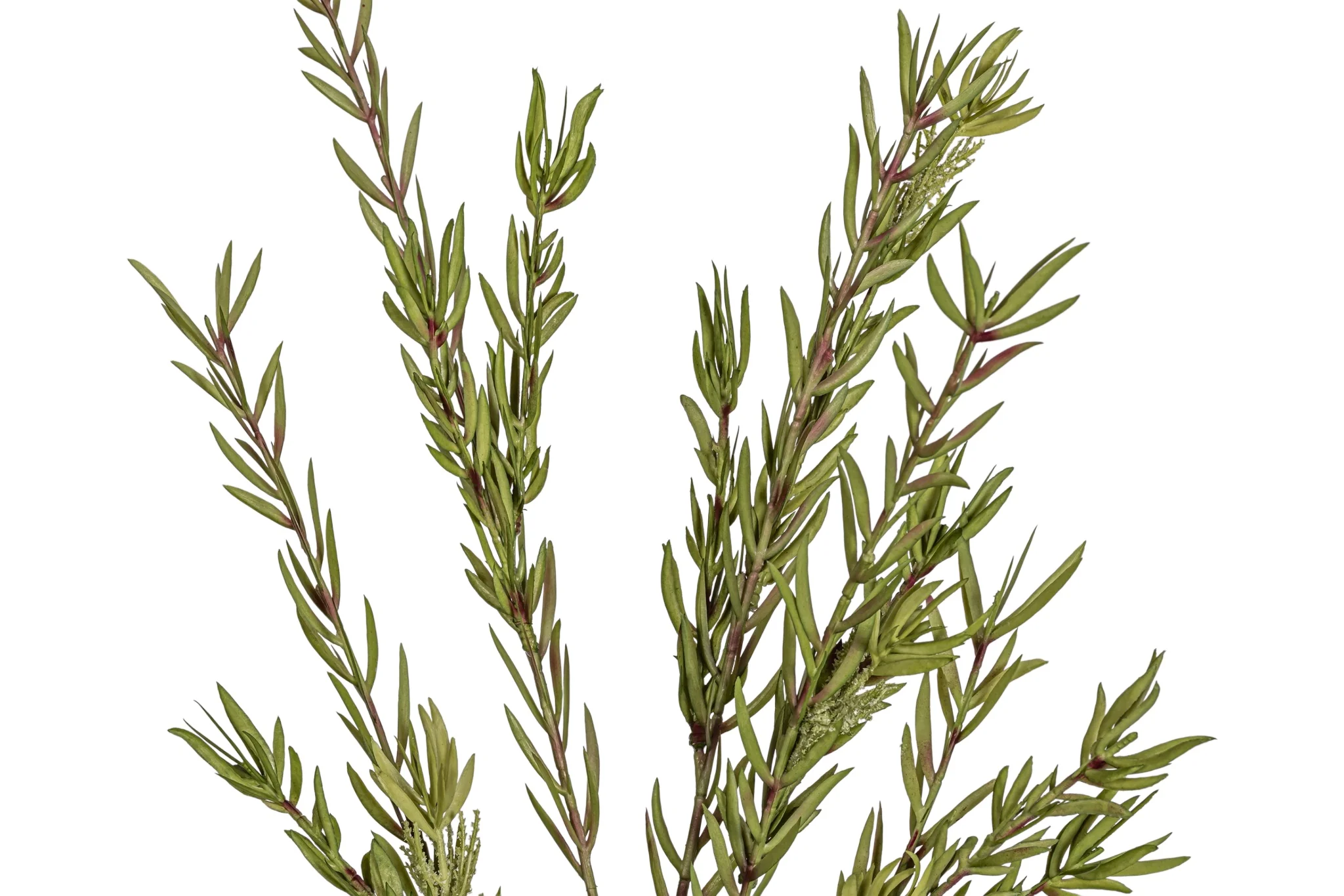 43" Bottle Brush Stem   ST1216 - Image 2