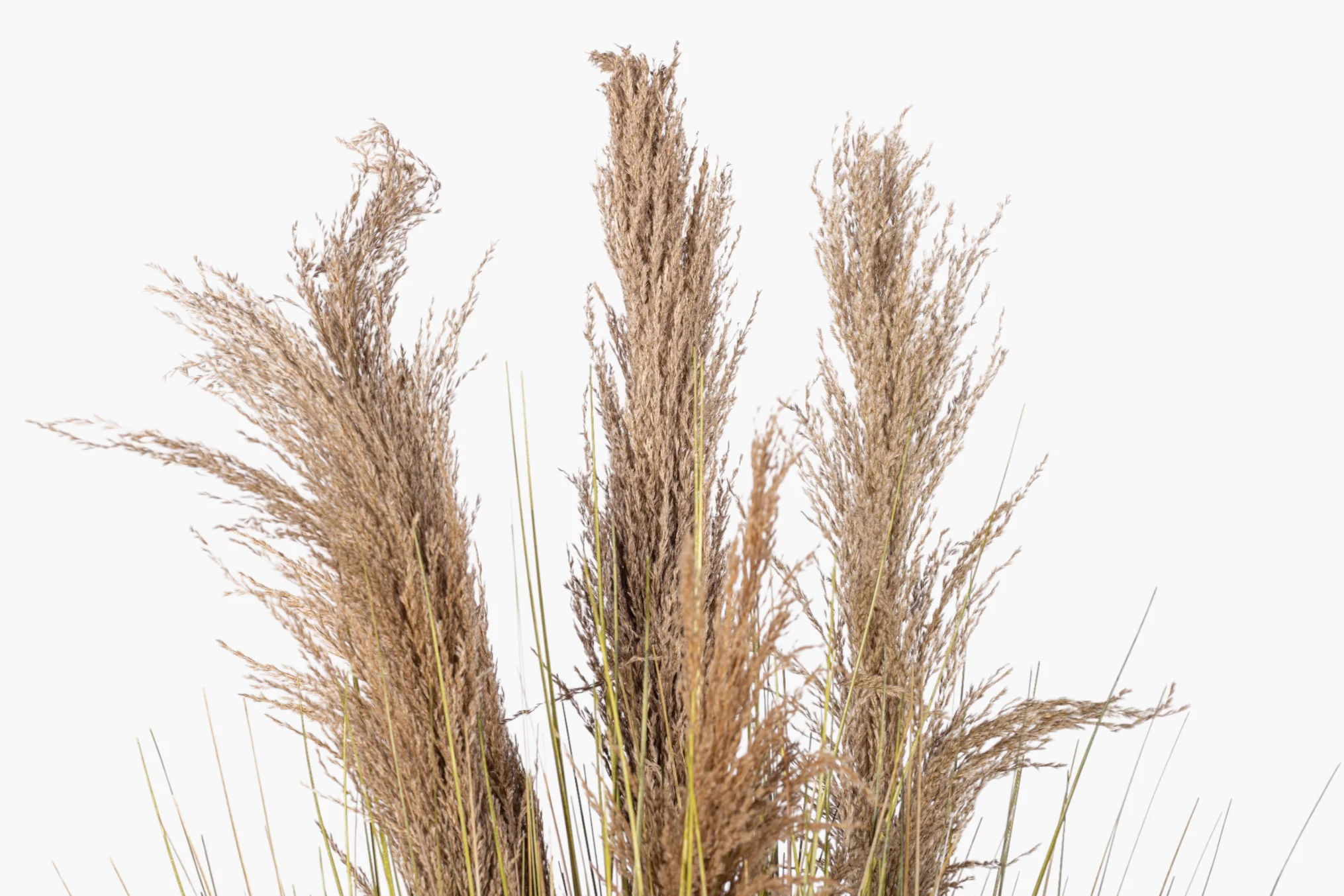 44" Natural Pampas Grass Plant - UV Treated FP1481UV - Image 3