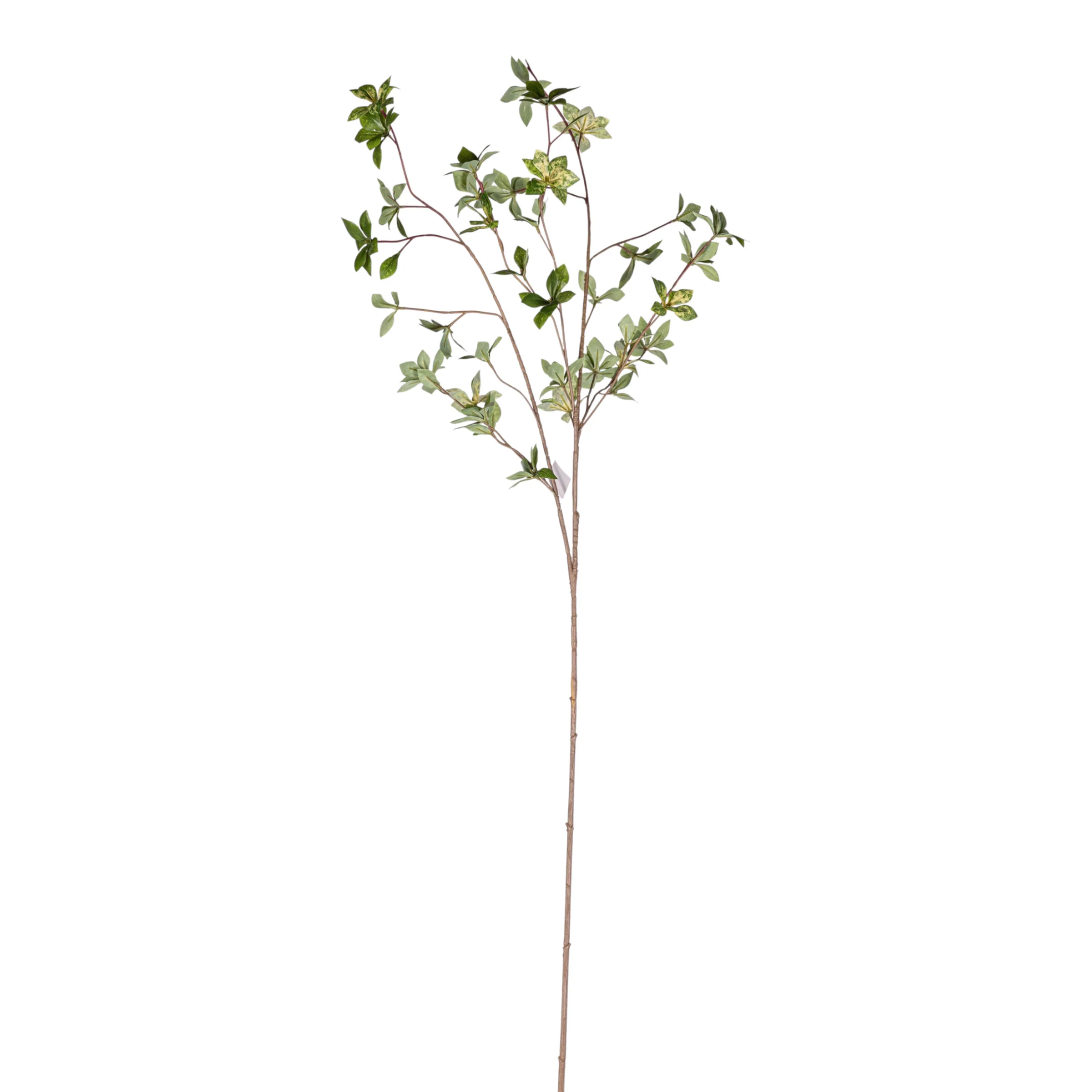 45" Rhododendron Stem Variegated ST1211