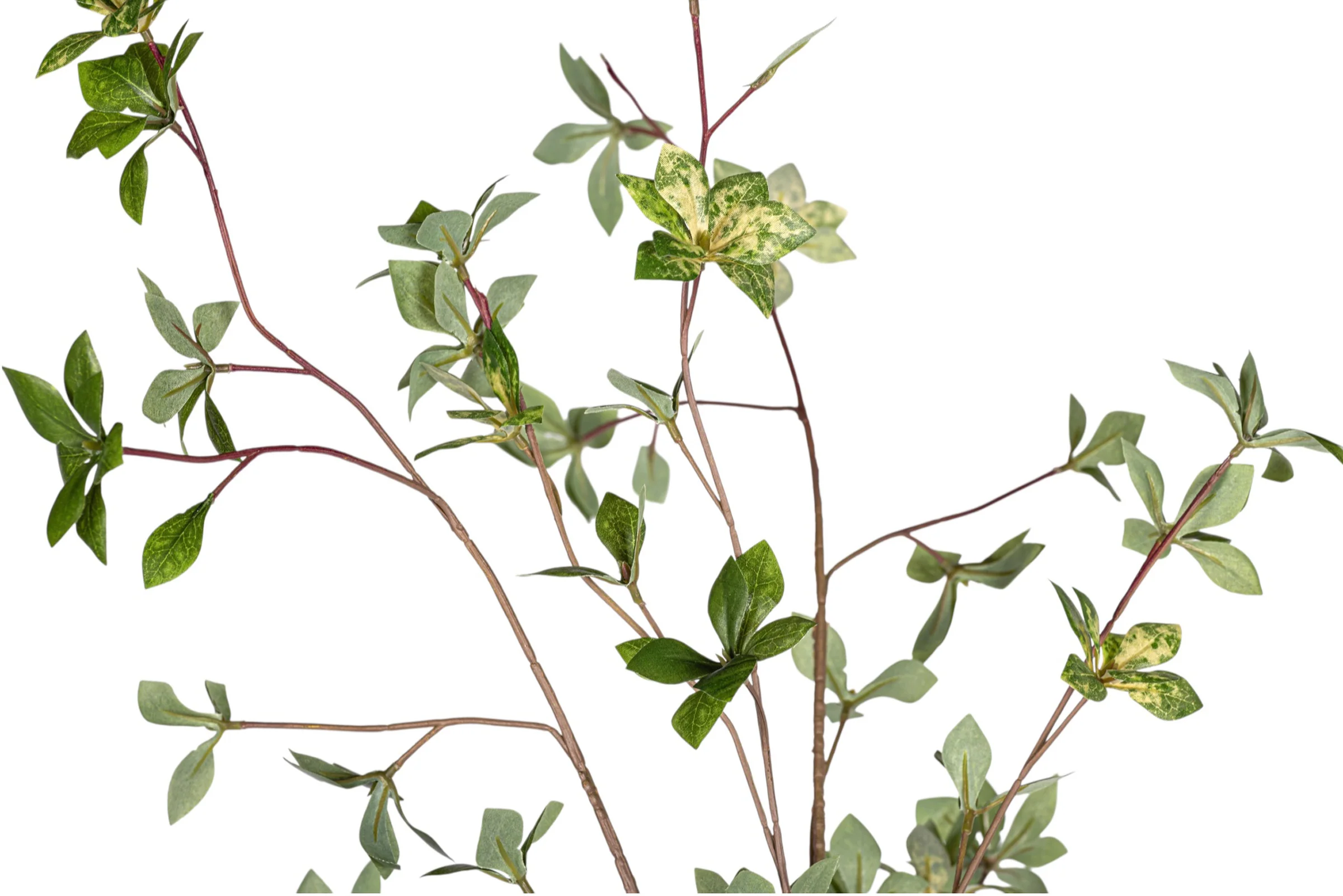 45" Rhododendron Stem Variegated ST1211 - Image 2