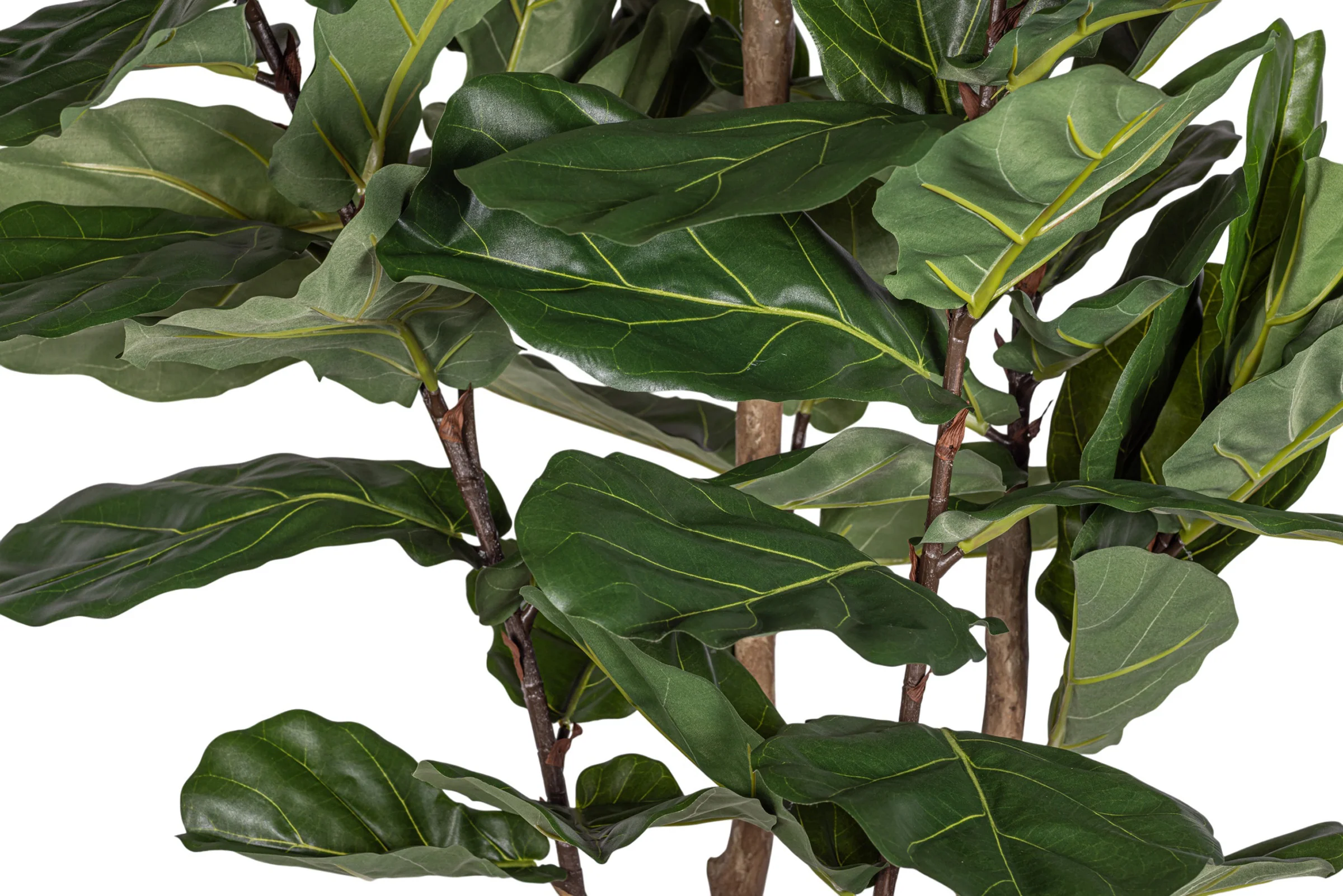 8' Fiddle Leaf Fig Tree   FP1409 - Image 3