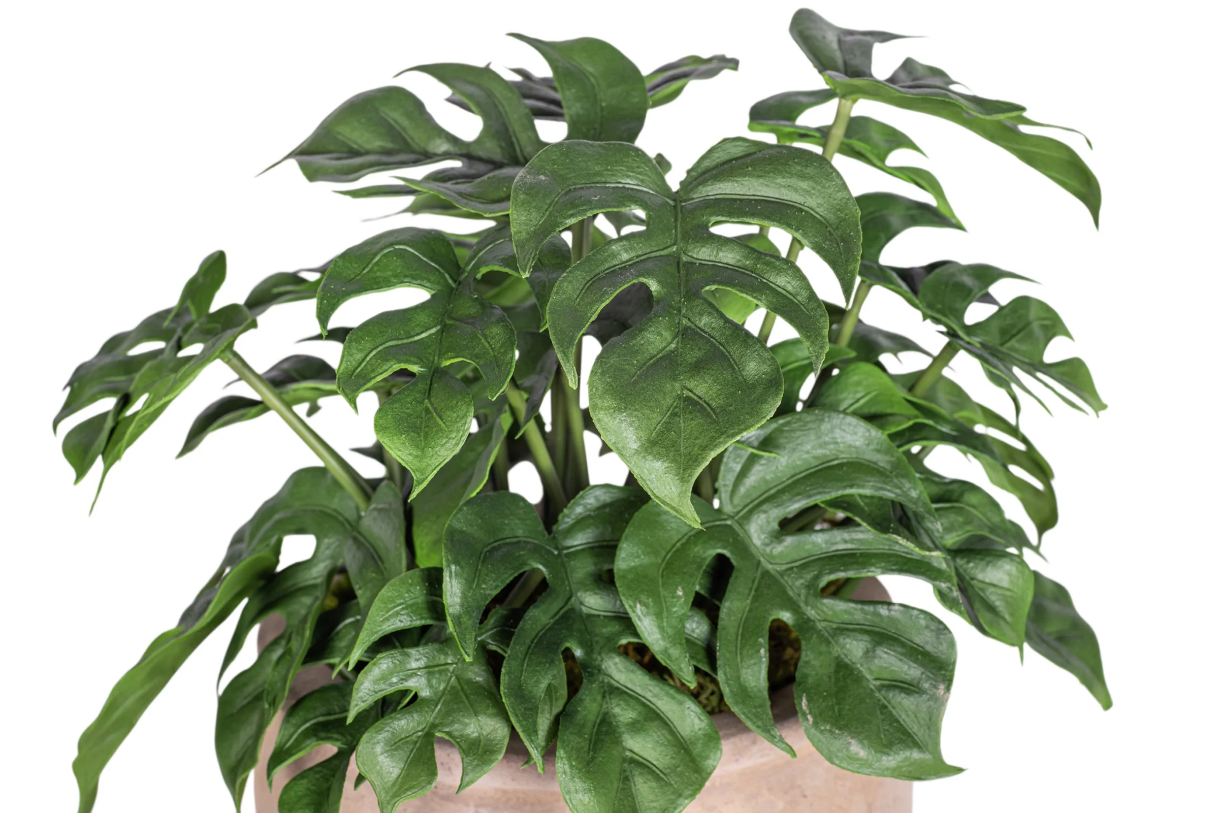 7" Jeune Bowl with Monstera Arrangement AR1888 - Image 2