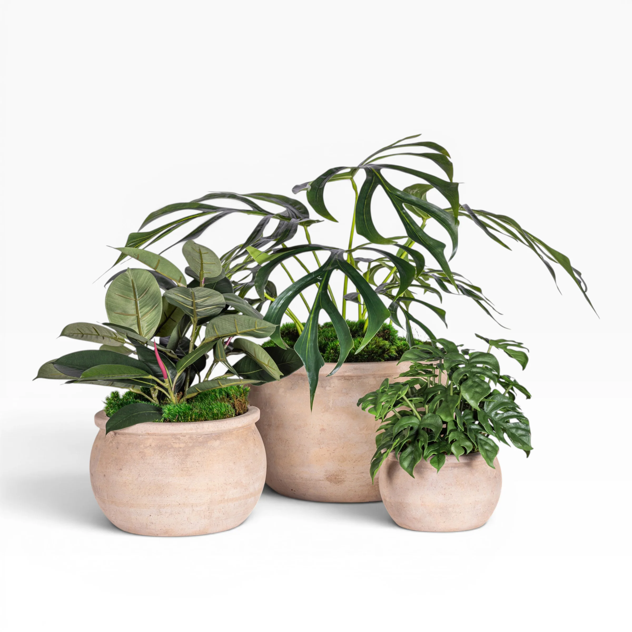 7" Jeune Bowl with Monstera Arrangement AR1888 - Image 3