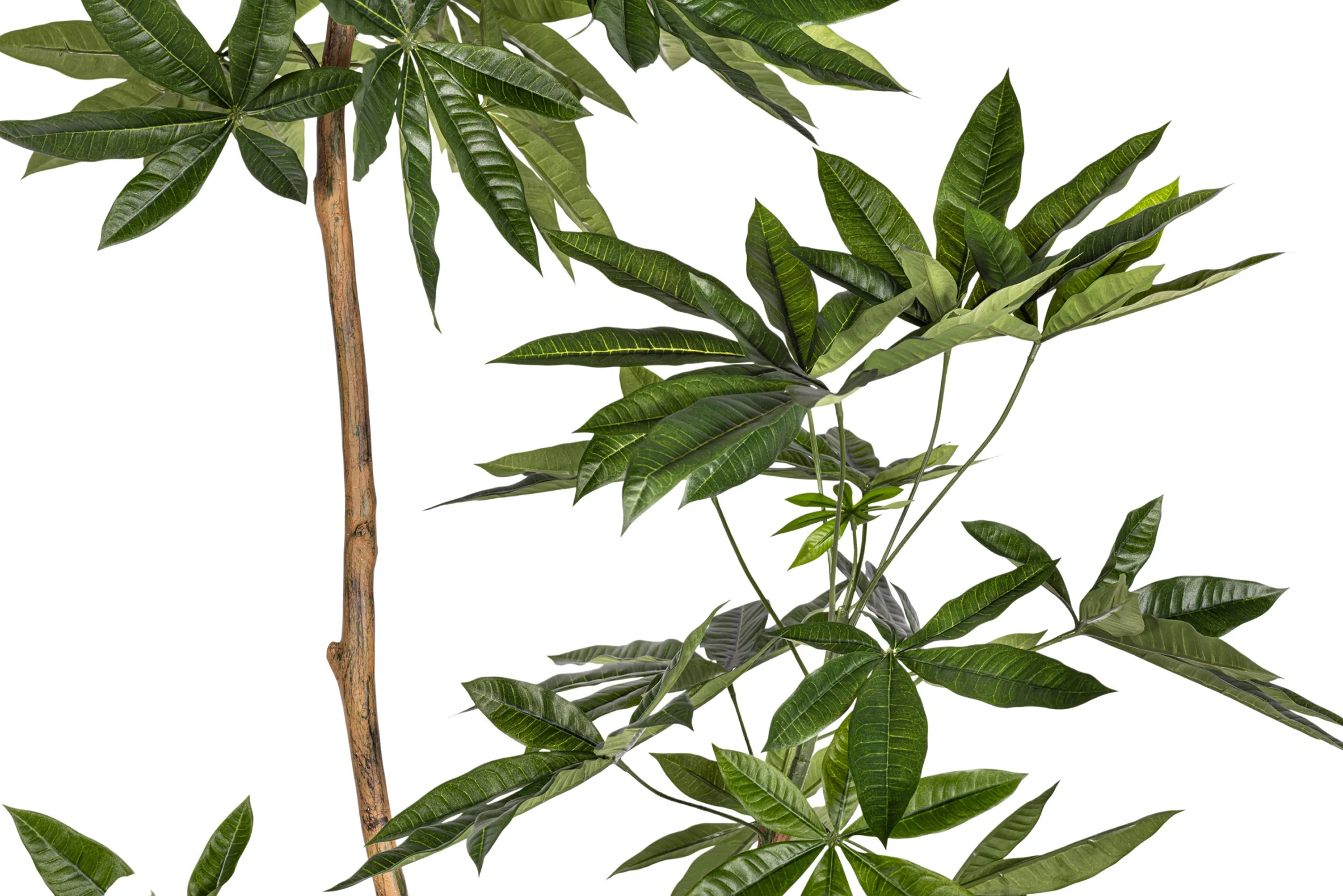 6' Money Tree   FP1413 - Image 4