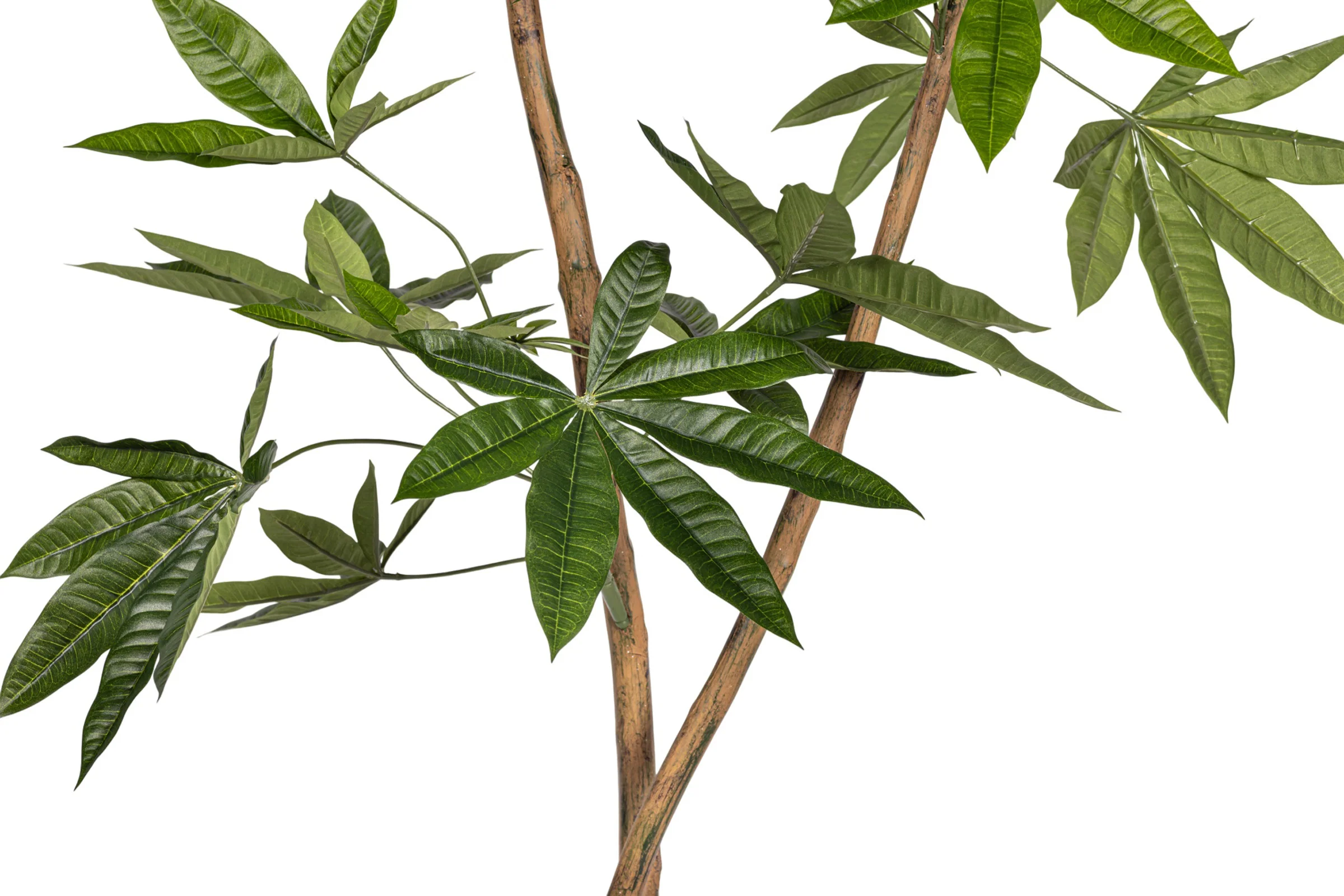 6' Money Tree   FP1413 - Image 5