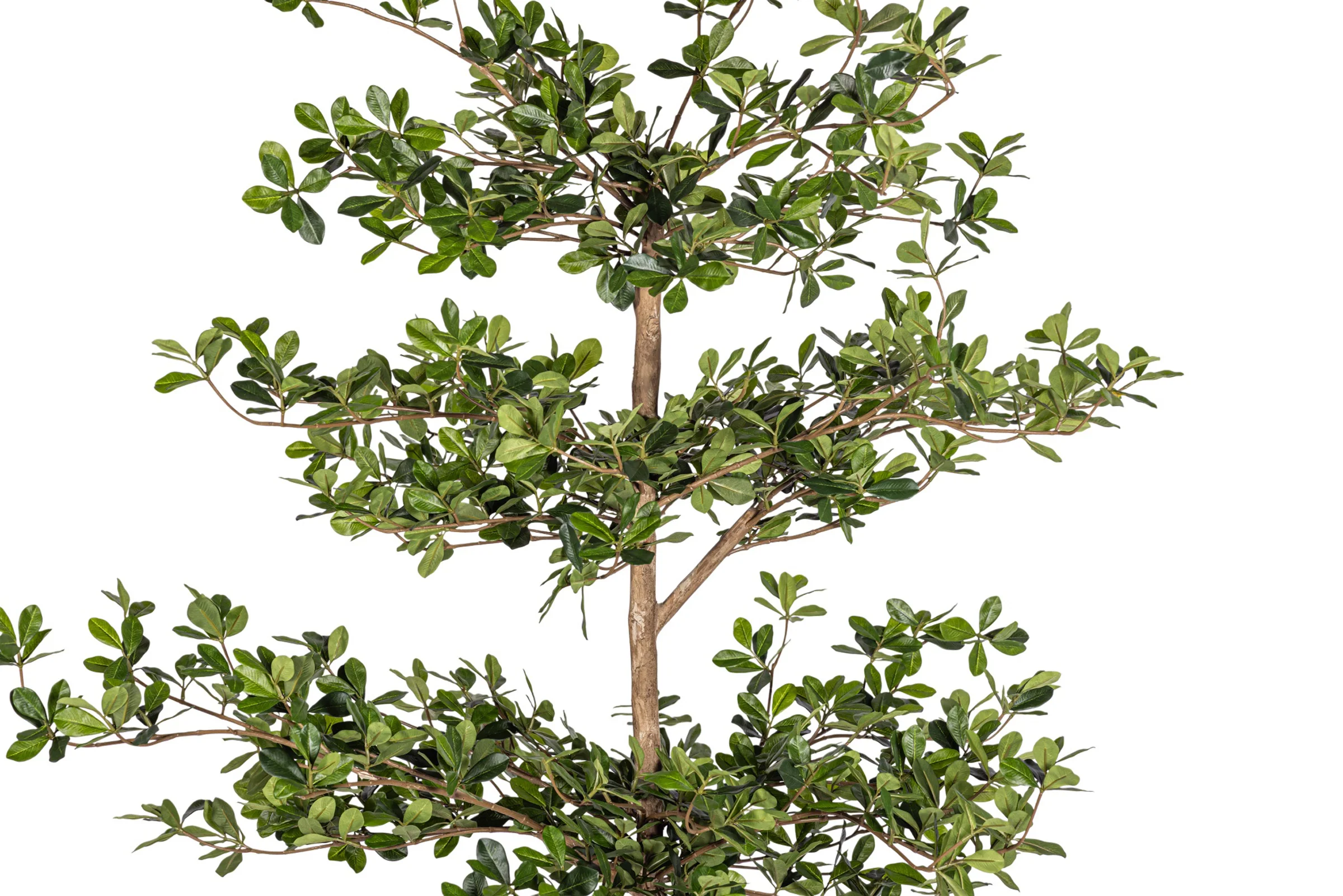 6' Black Olive Tree   FP1412 - Image 3