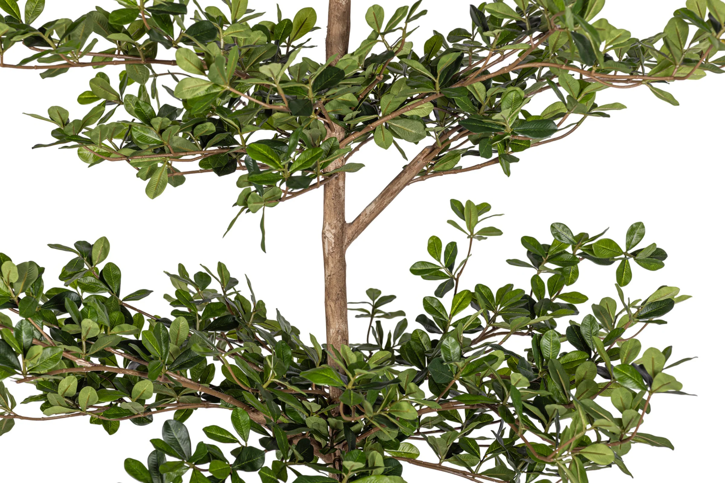 6' Black Olive Tree   FP1412 - Image 4
