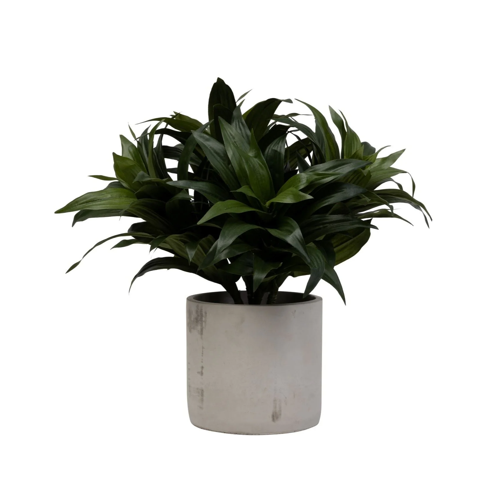 6" Corbin Pot with Dracaena Arrangement AR1456