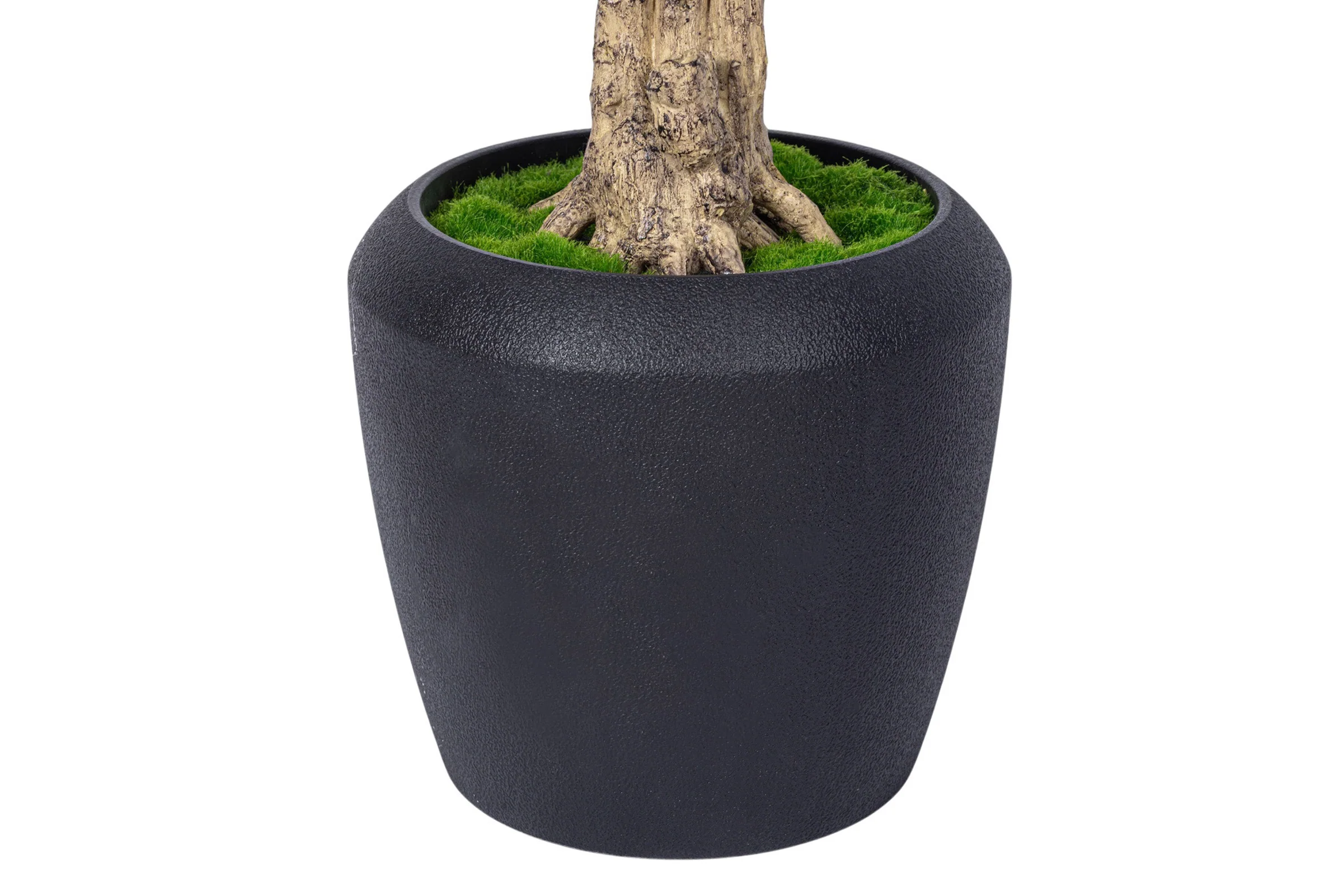 7' Dracaena Marginata in Round Tapered Pot   FP1416 - Image 3