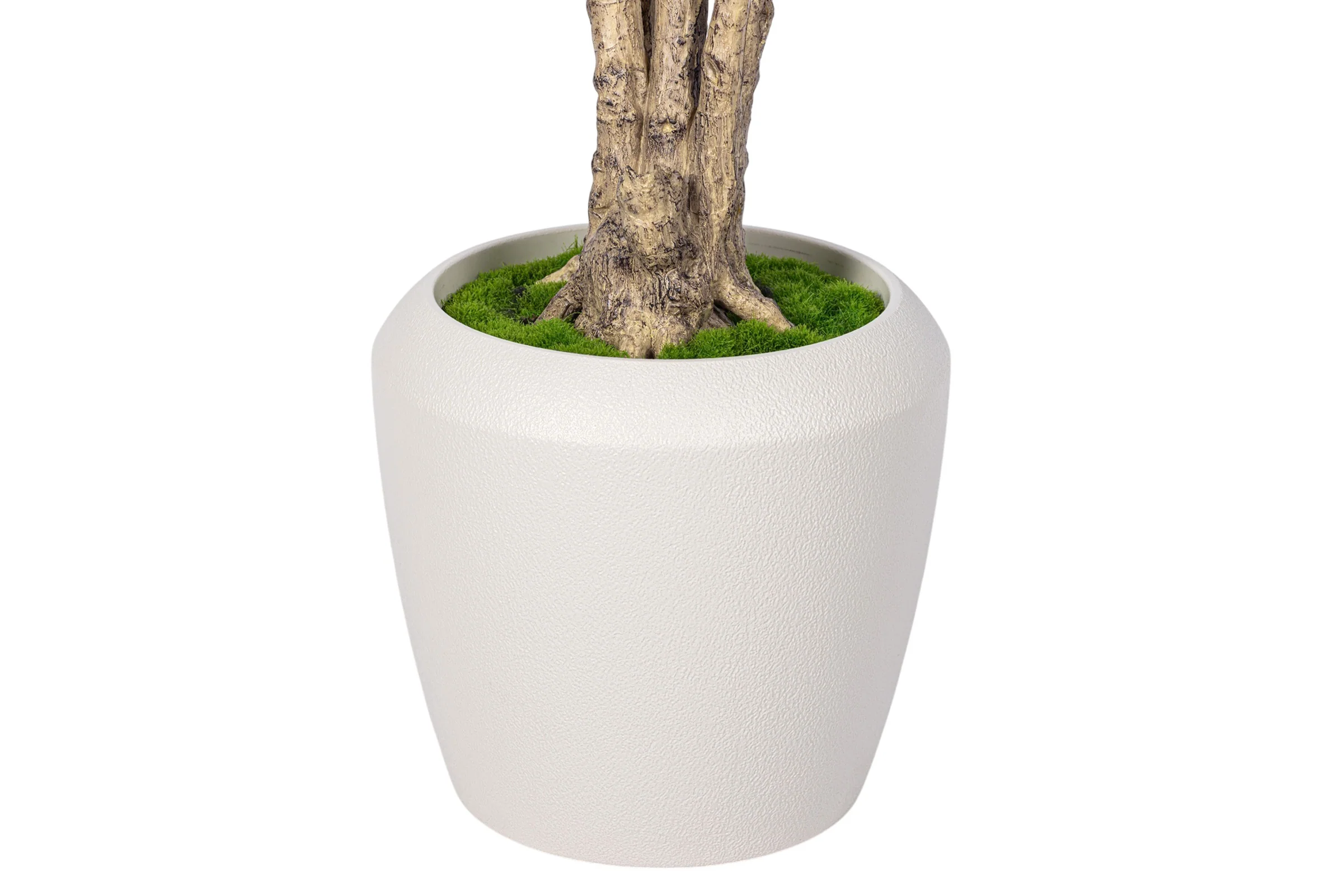 7' Dracaena Marginata in Round Tapered Pot   FP1416 - Image 4