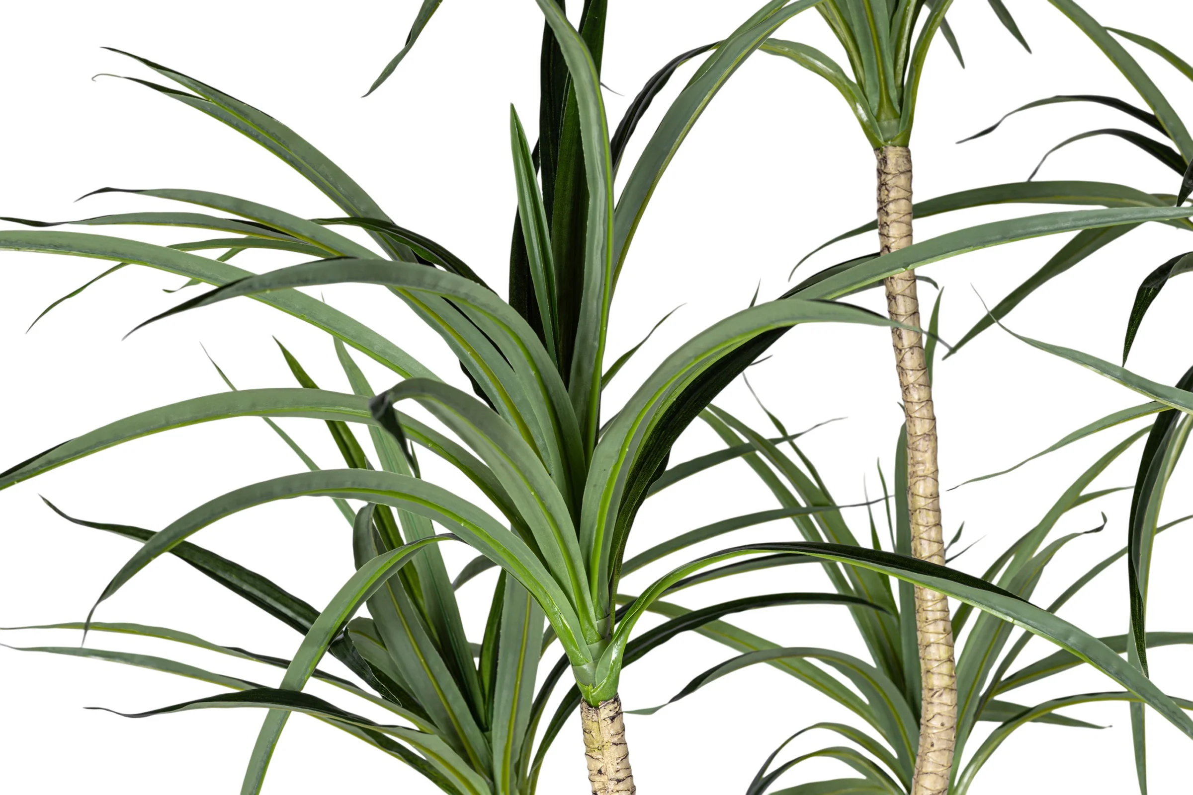 7' Dracaena Marginata in Round Tapered Pot   FP1416 - Image 5