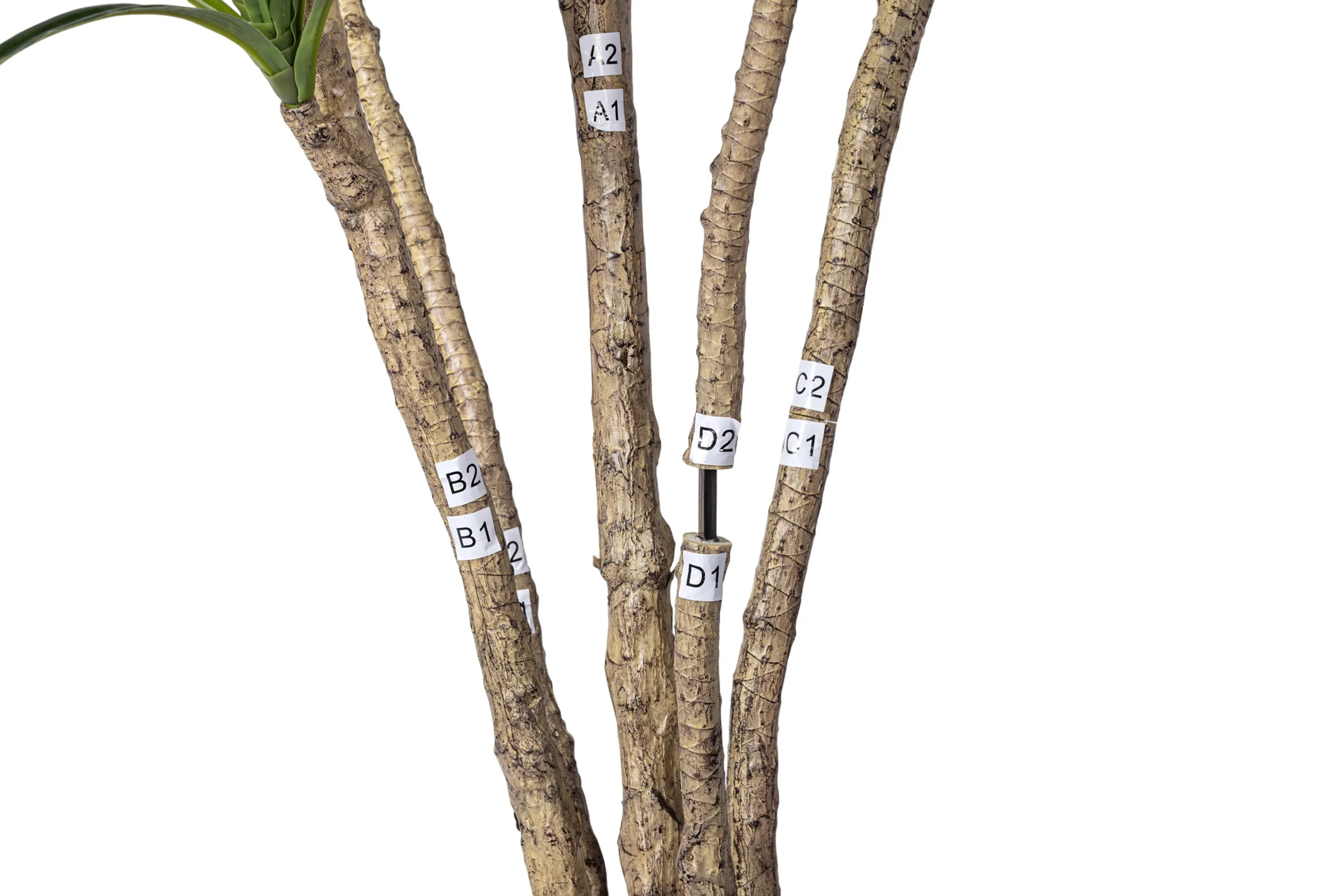 7' Dracaena Marginata in Round Tapered Pot   FP1416 - Image 6