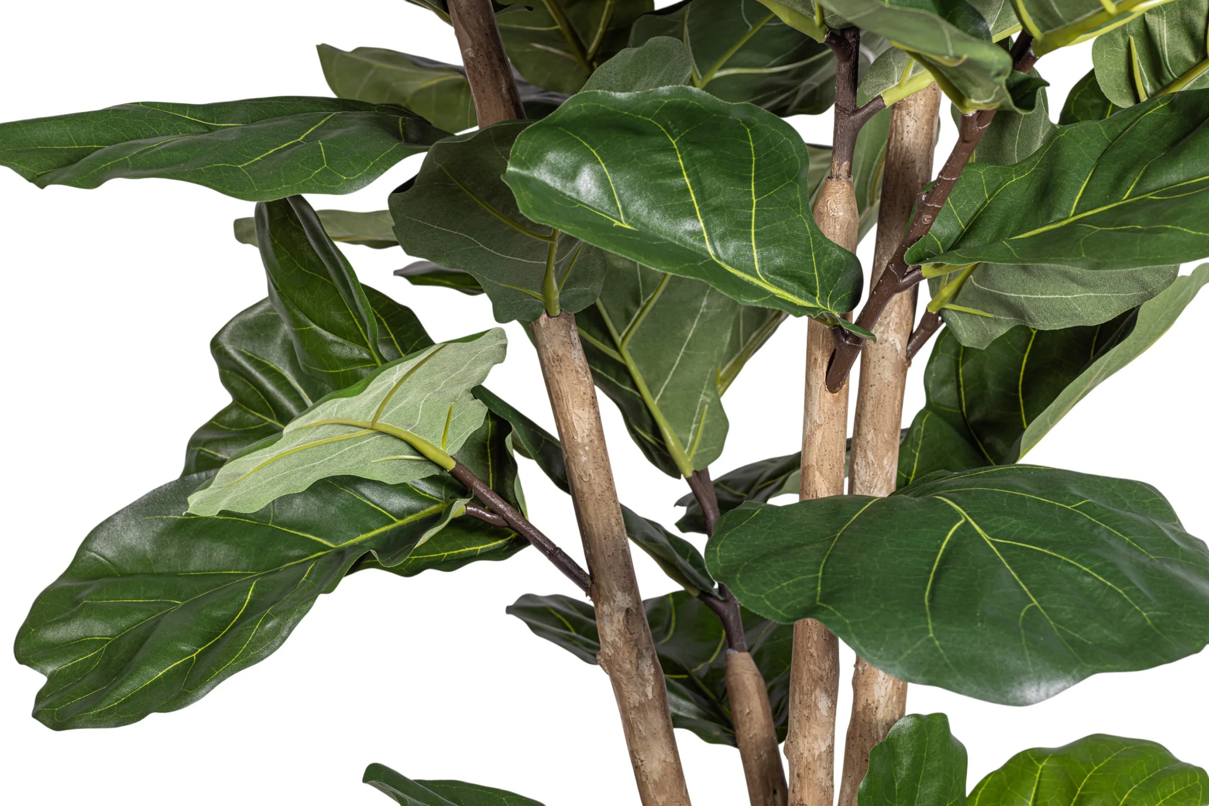 8' Fiddle Leaf Fig Tree   FP1404 - Image 3