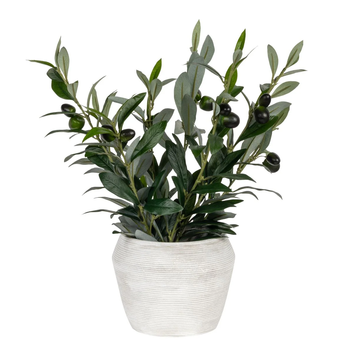 6" Grayson Pot with Potted Olive AR1851