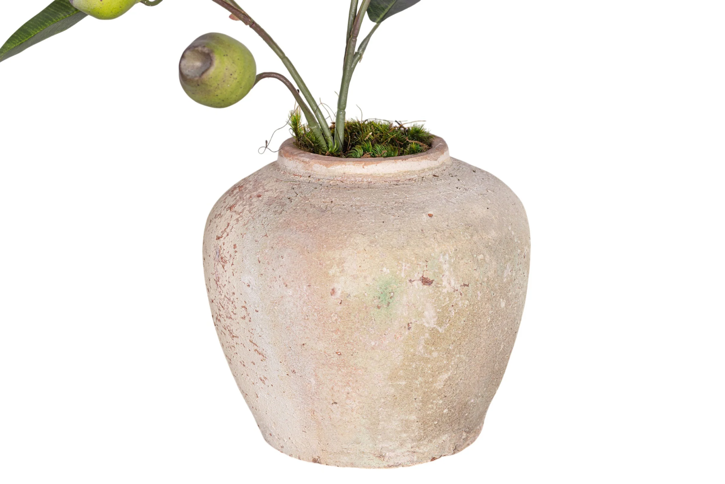 6" Haley Pot with Eucalyptus Seed Arrangement AR1548 - Image 3