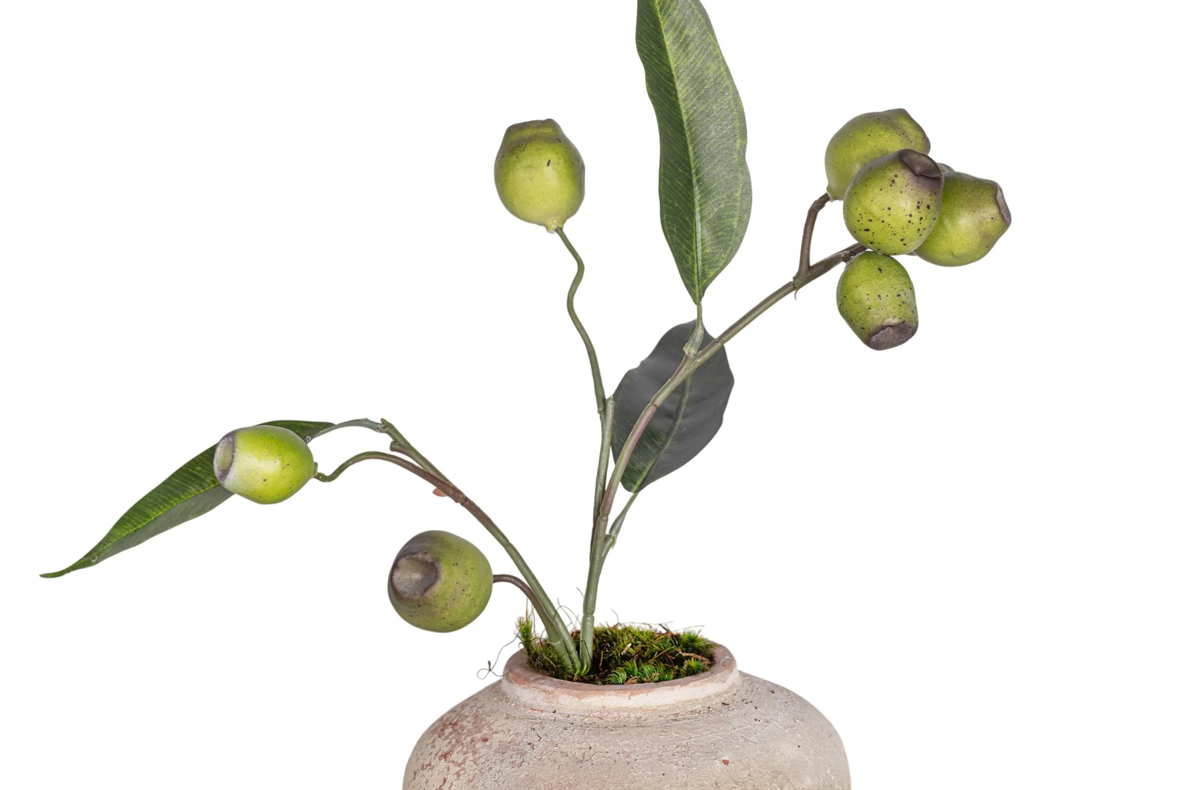 6" Haley Pot with Eucalyptus Seed Arrangement AR1548 - Image 4