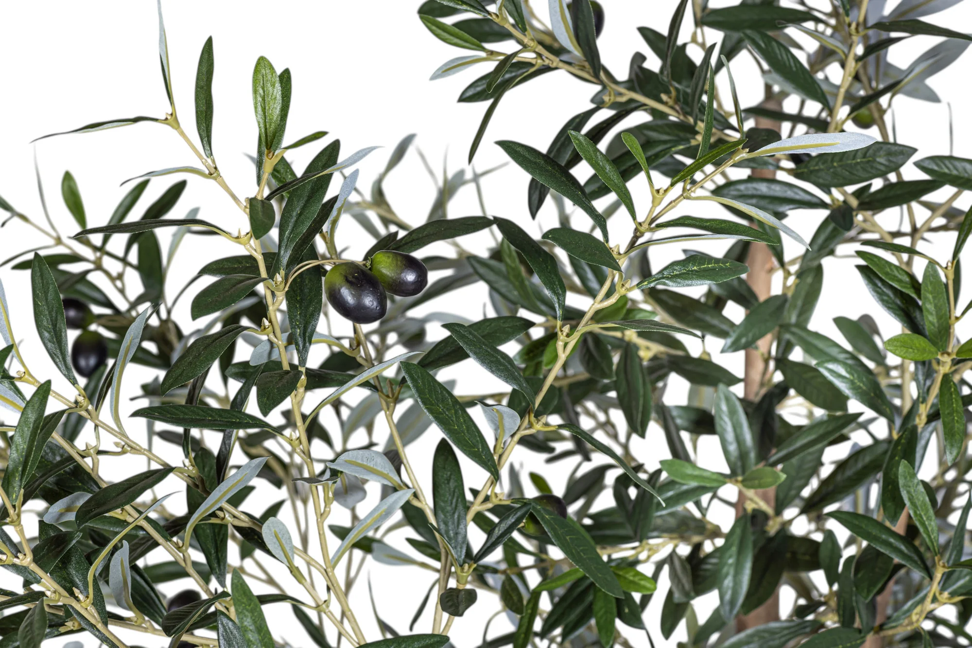 7' Olive Tree FP1141 - Image 4