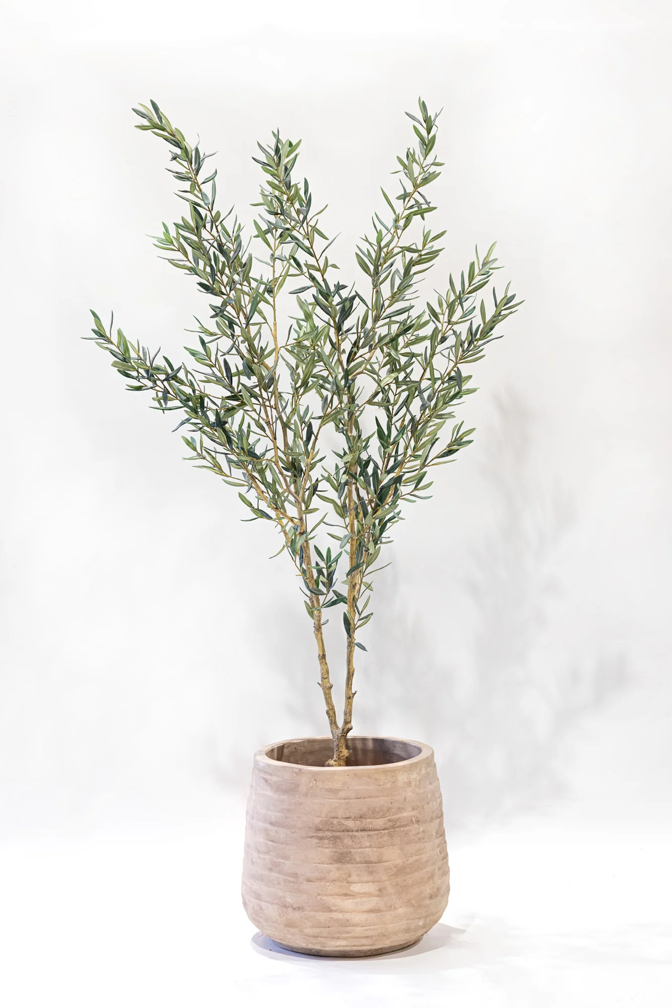 6' Fruitless Olive Tree-No Olives FP1442 - Image 4