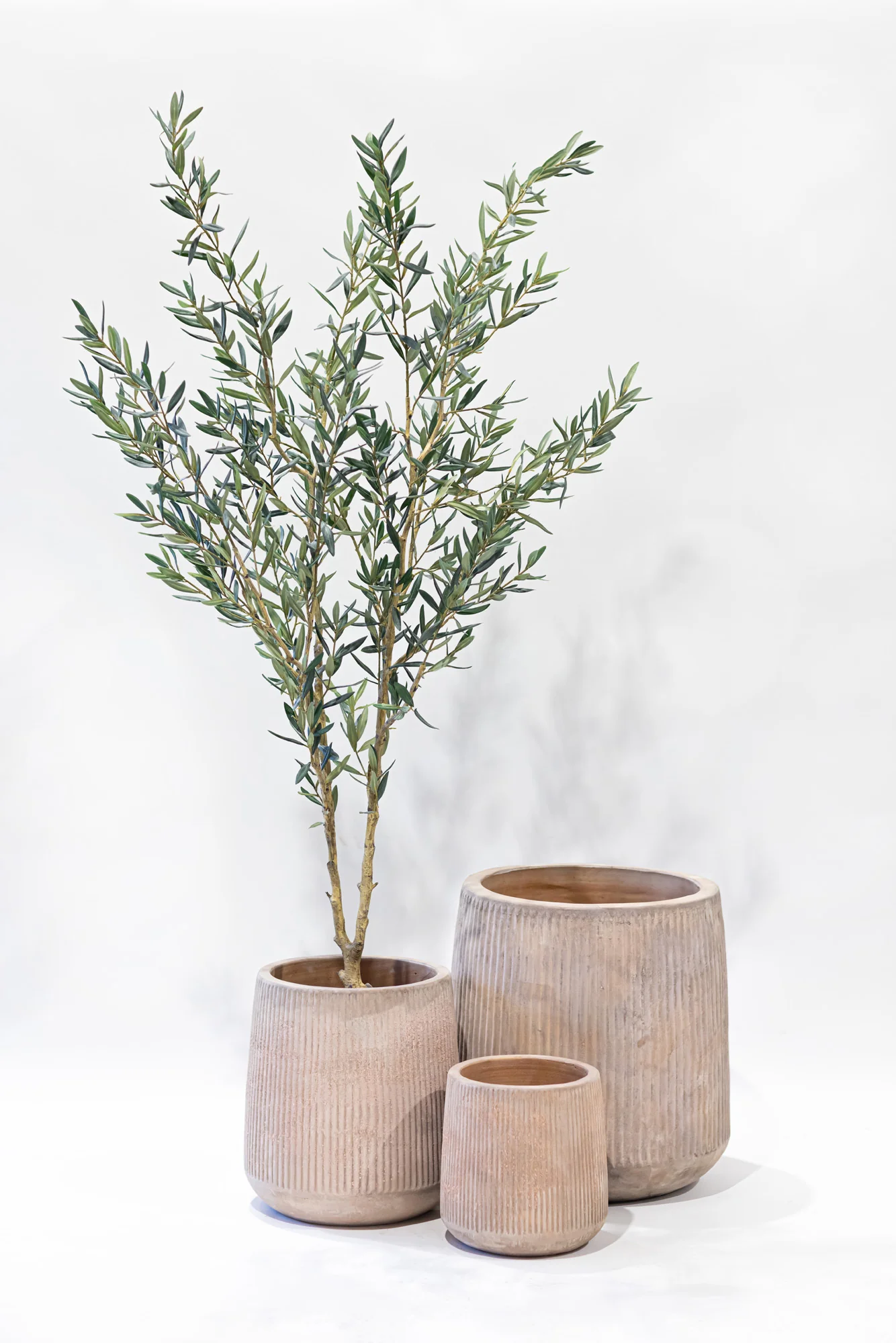 6' Fruitless Olive Tree-No Olives FP1442 - Image 5