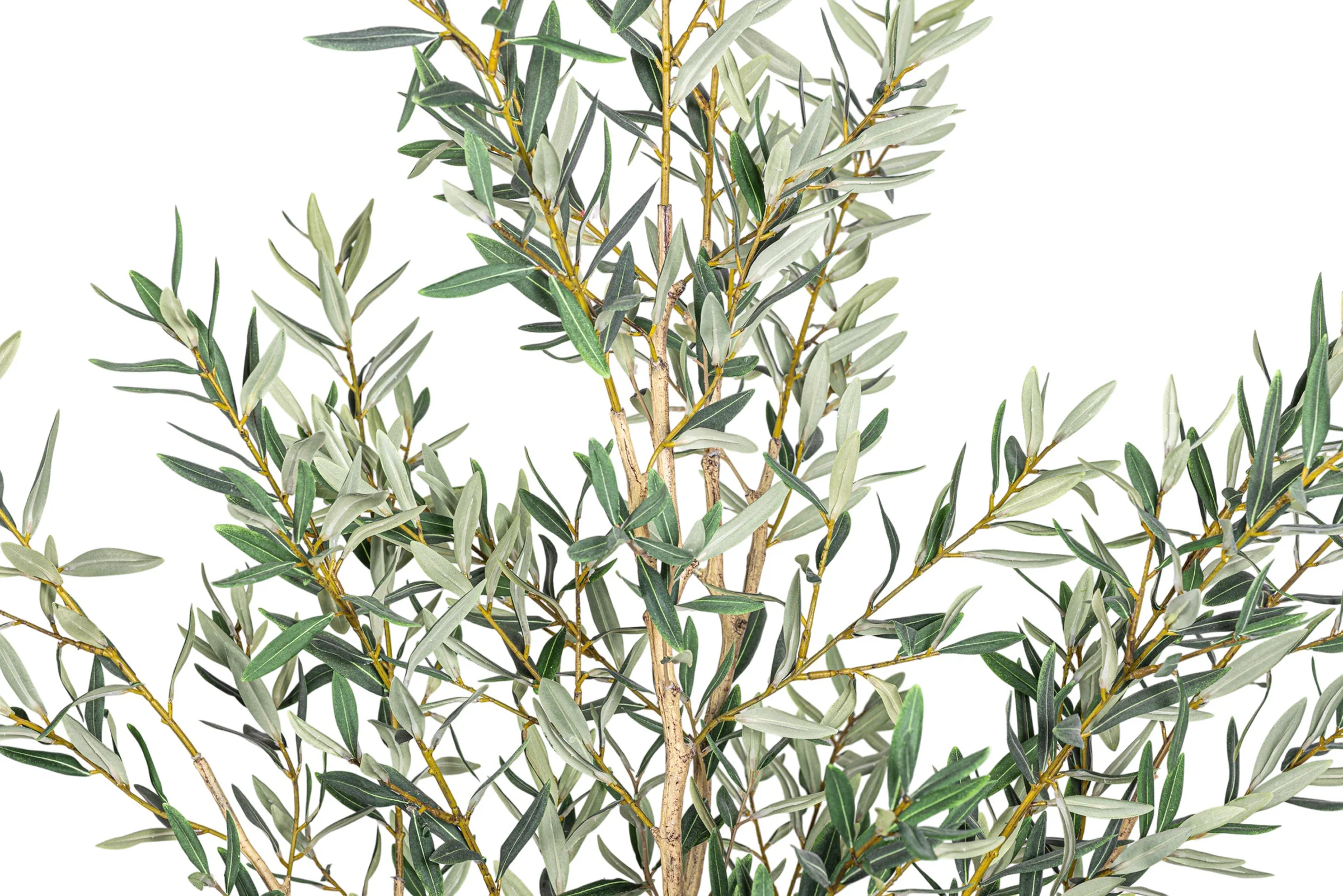 6' Fruitless Olive Tree-No Olives FP1442 - Image 6