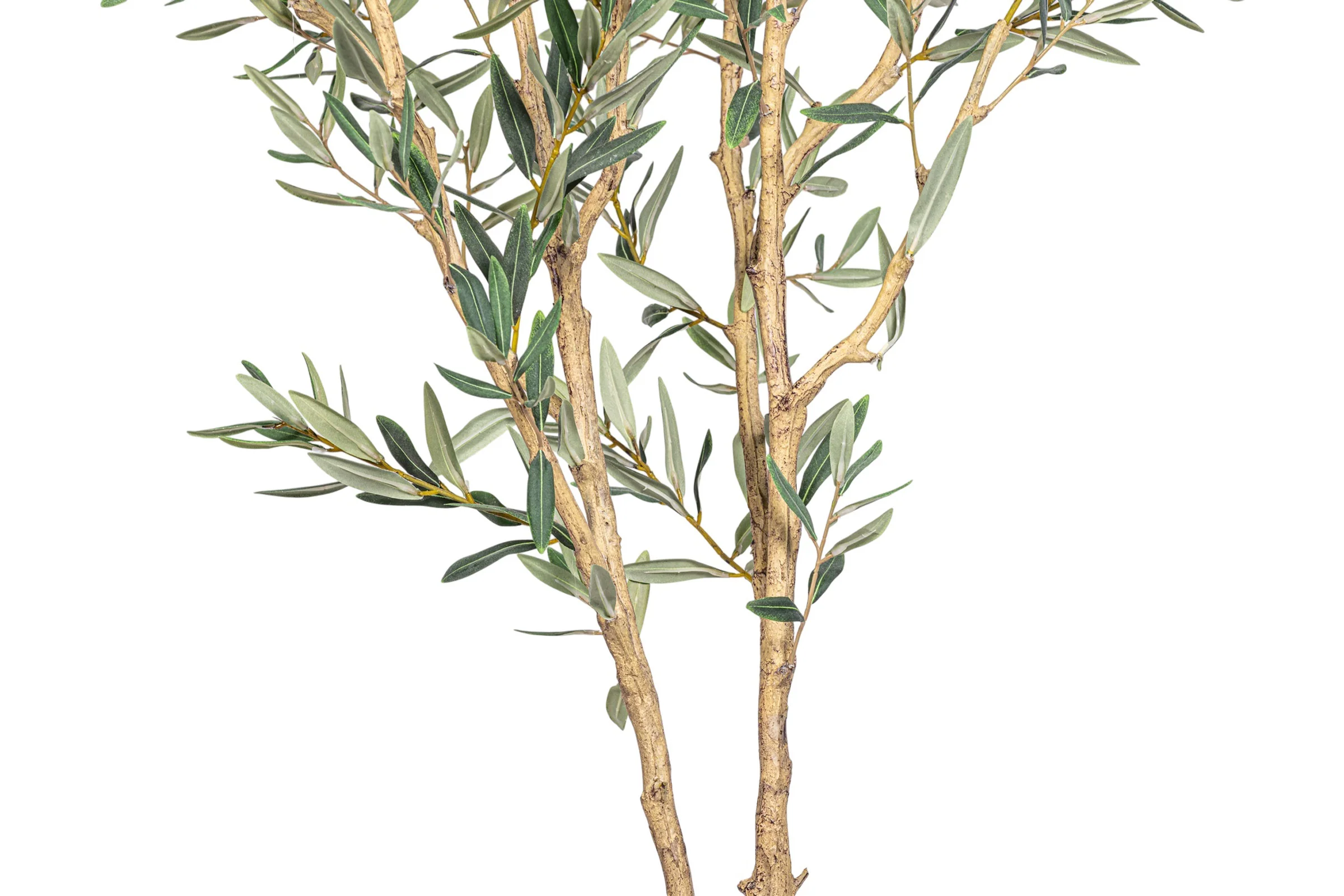6' Fruitless Olive Tree-No Olives FP1442 - Image 7