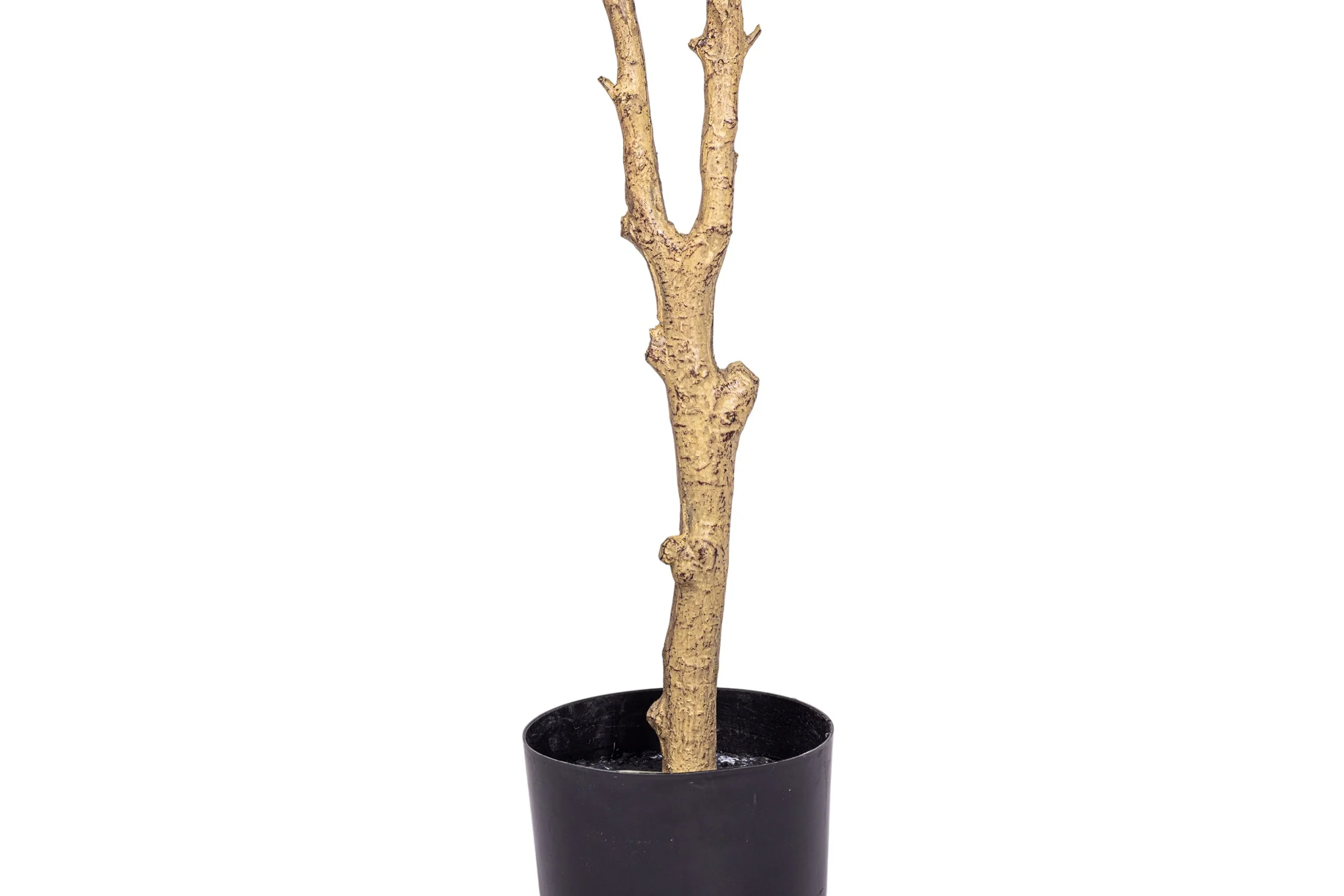 6' Fruitless Olive Tree-No Olives FP1442 - Image 8
