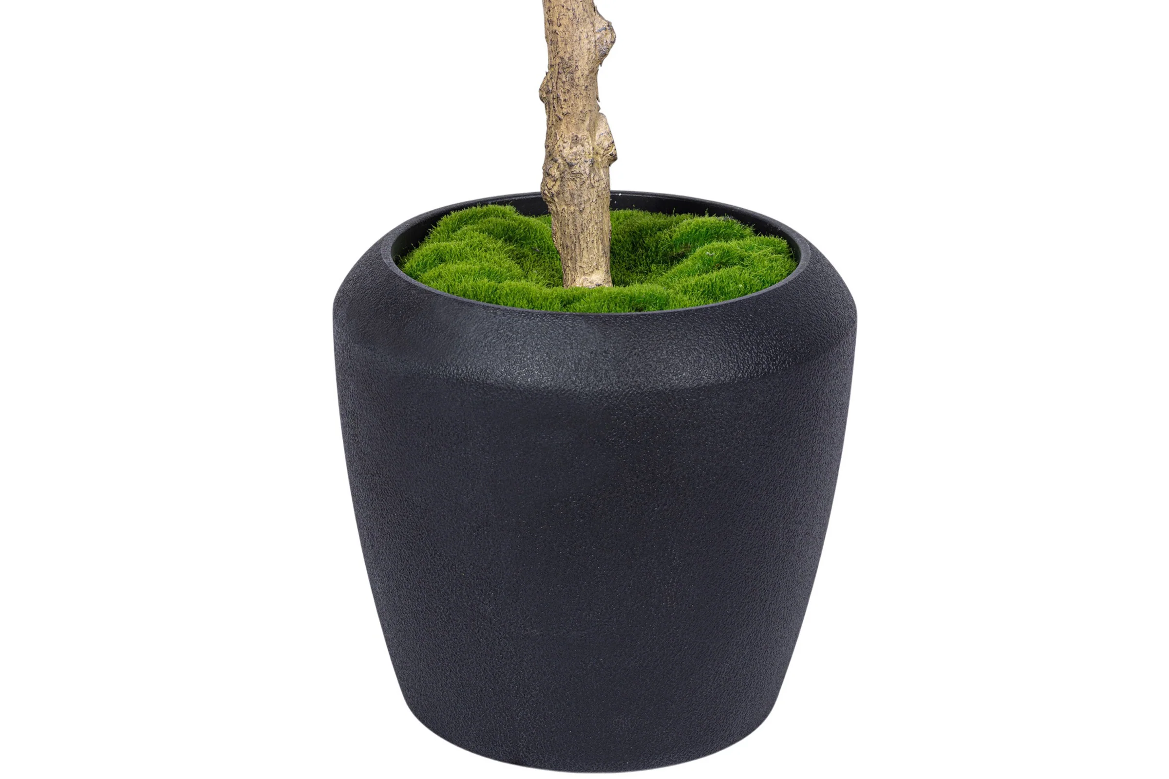 7' Olive Tree in Round Tapered Pot with Green Moss   FP1442 - Image 3