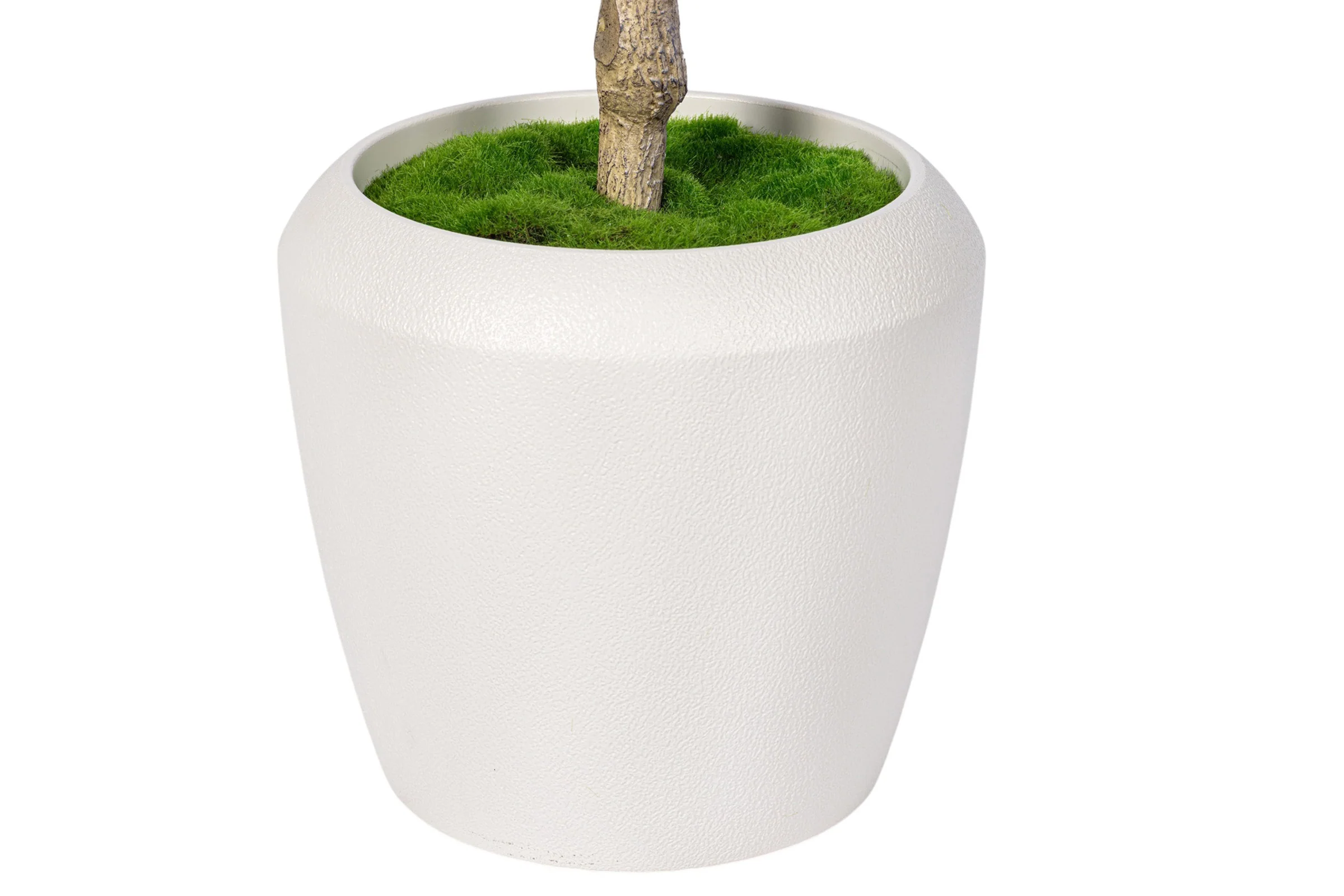 7' Olive Tree in Round Tapered Pot with Green Moss   FP1442 - Image 4