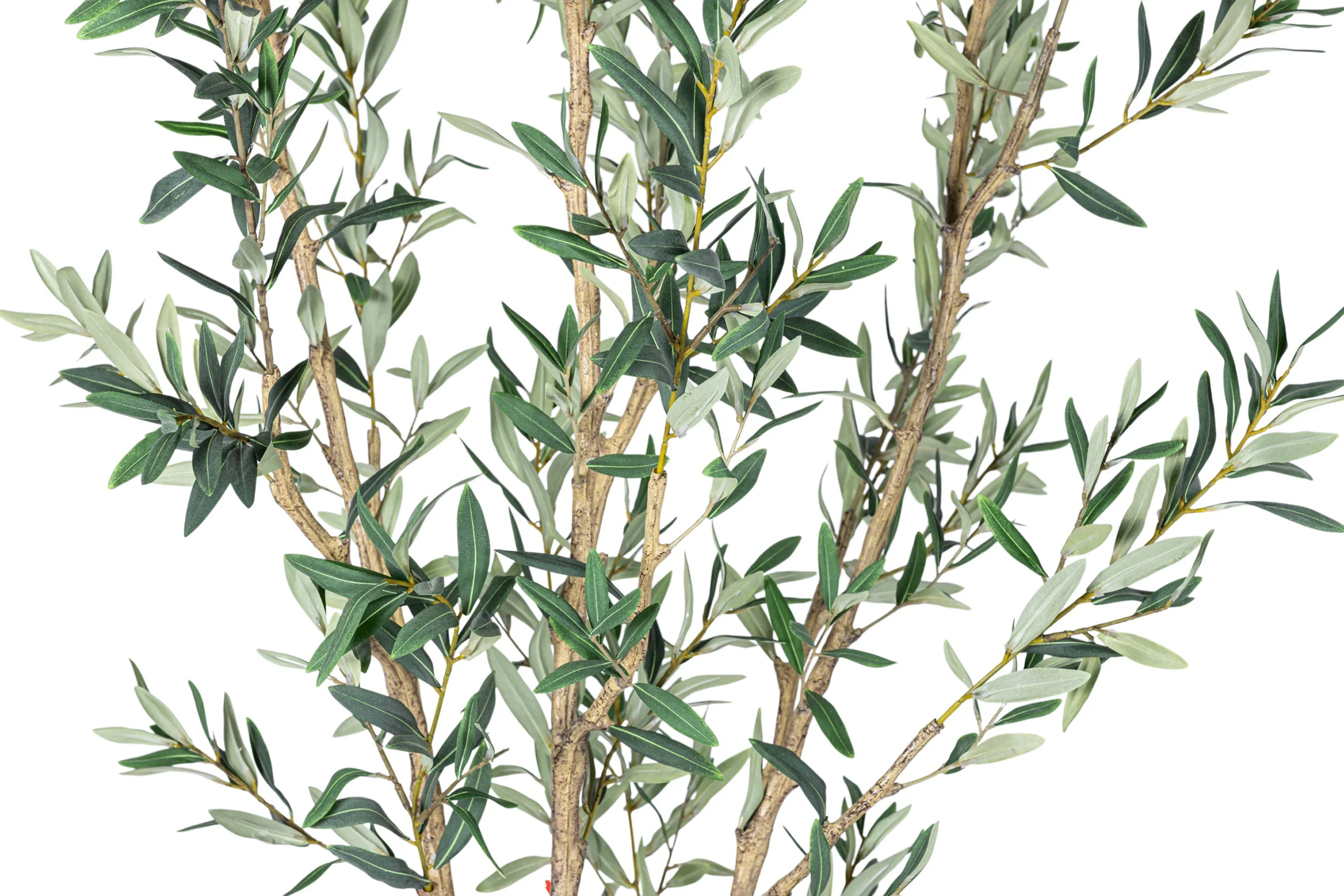 7' Olive Tree in Round Tapered Pot with Green Moss   FP1442 - Image 5