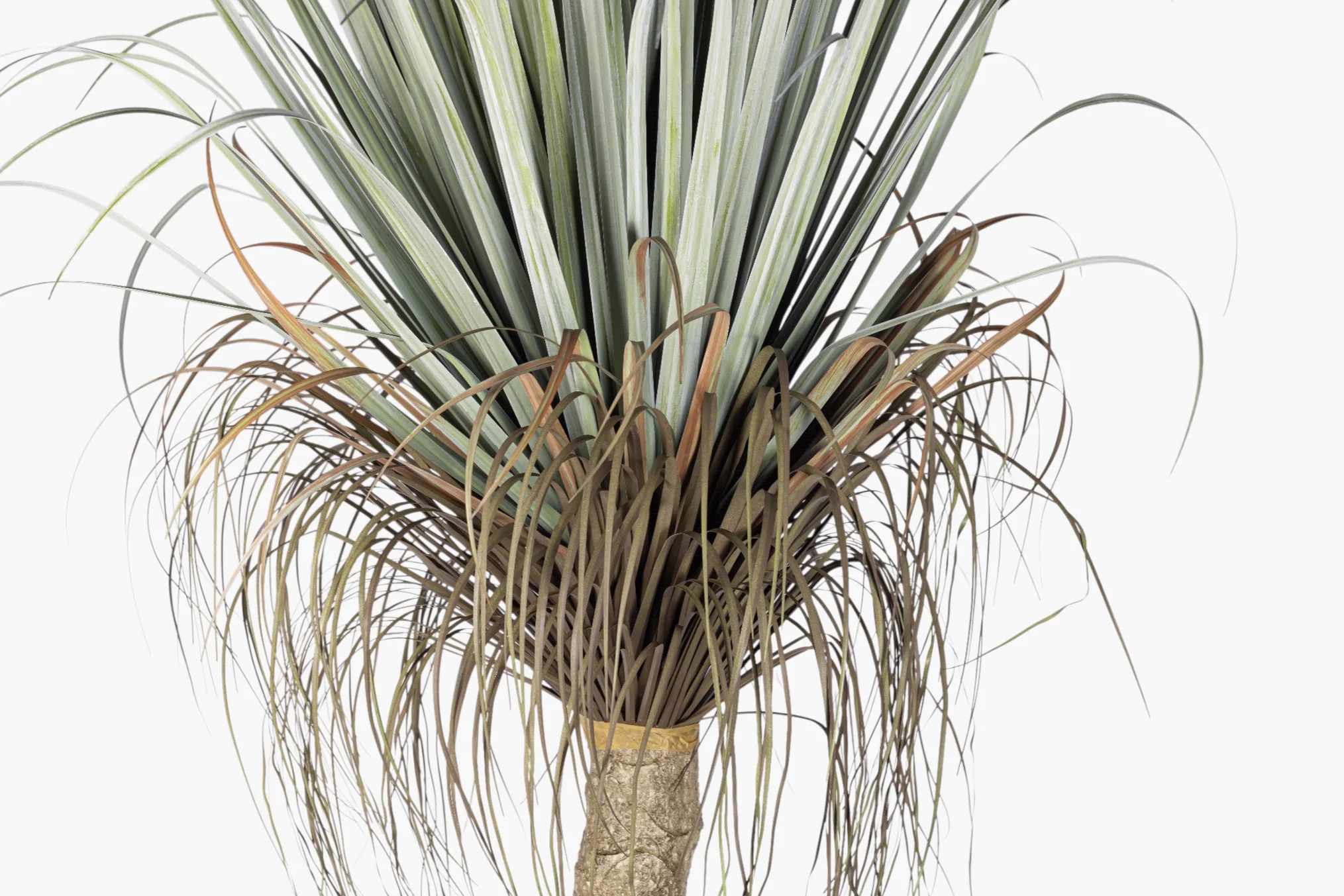 6' Pony Tail Palm Tree - UV Treated FP1520UV - Image 2