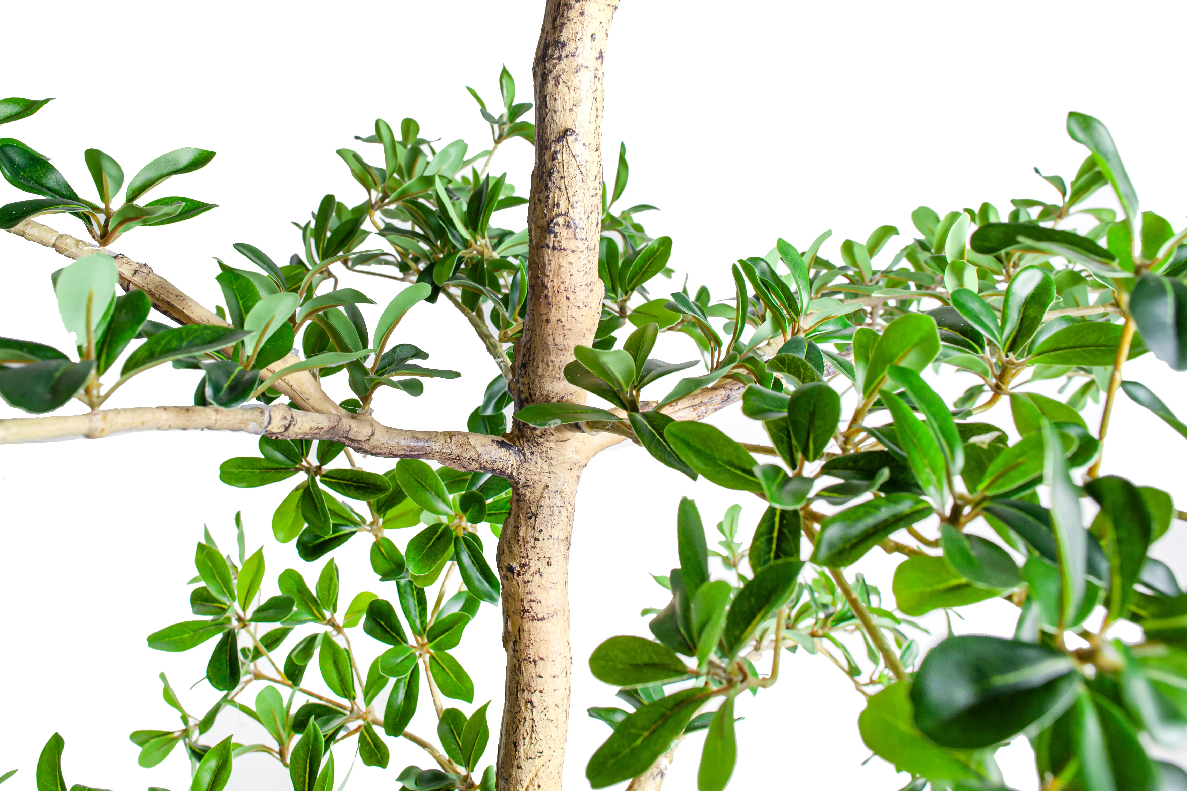 6' Shady Lady Black Olive Tree   FP1445 - Image 4
