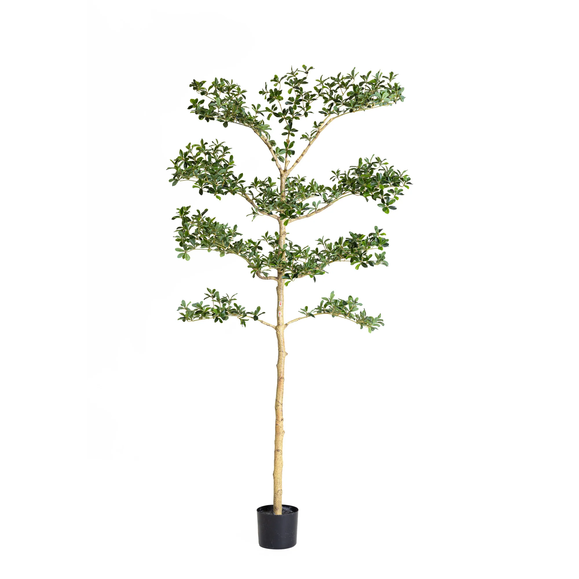 6' Shady Lady Black Olive Tree   FP1445 - Image 5