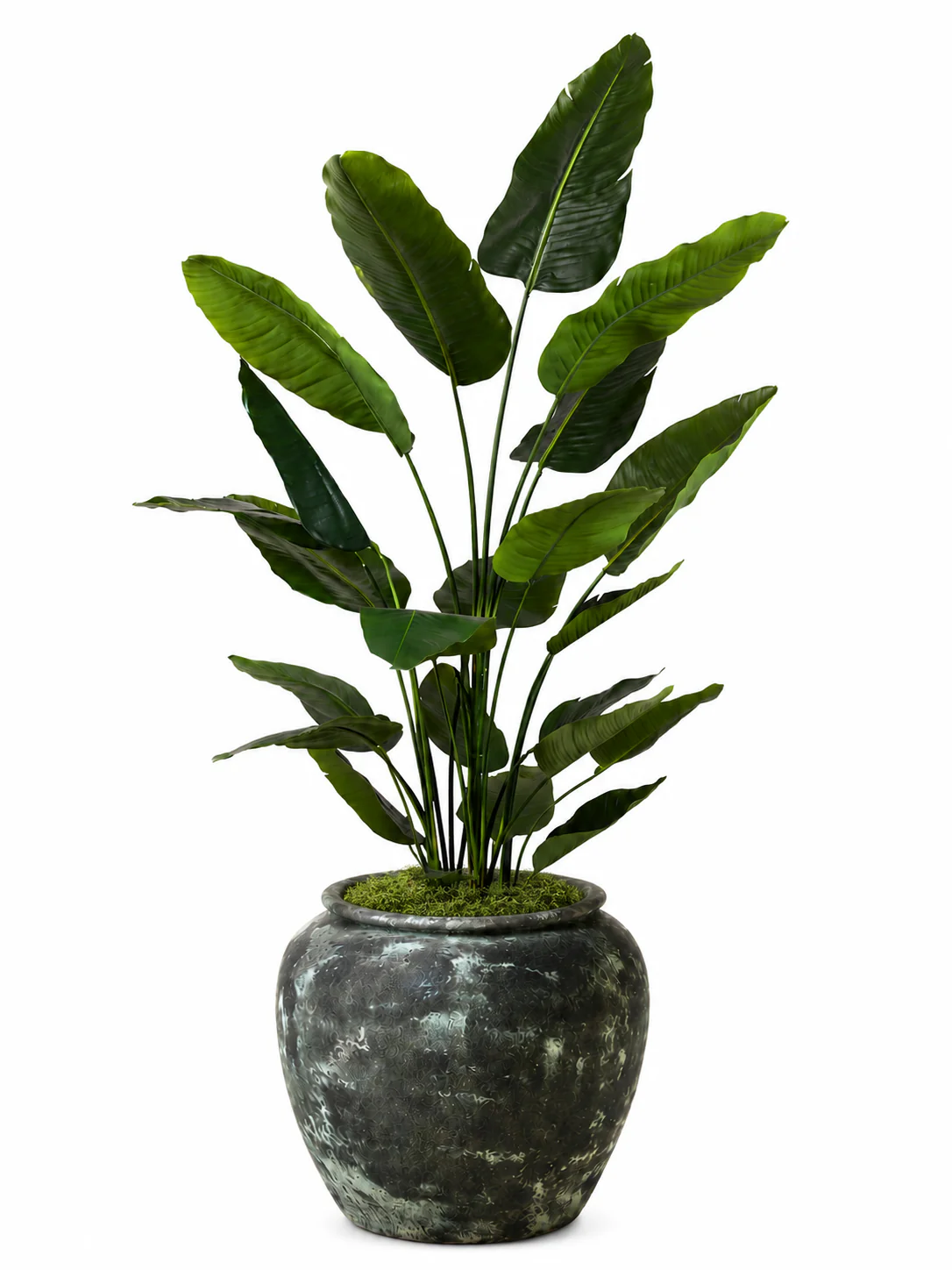 7' Bird of Paradise in Venus Planter with Mood Moss   PC1424CN1380