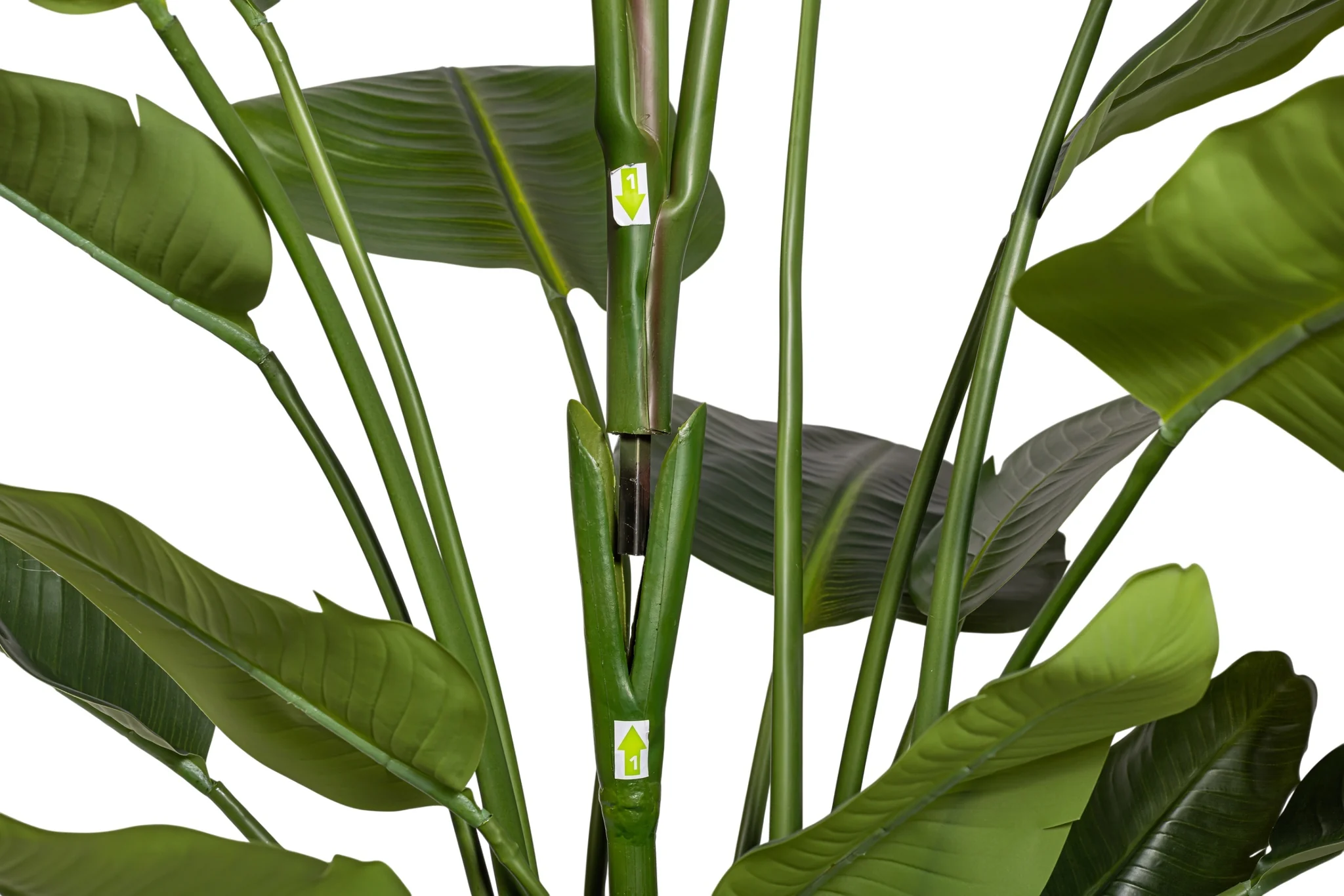 6' Bird of Paradise   FP1424 - Image 5