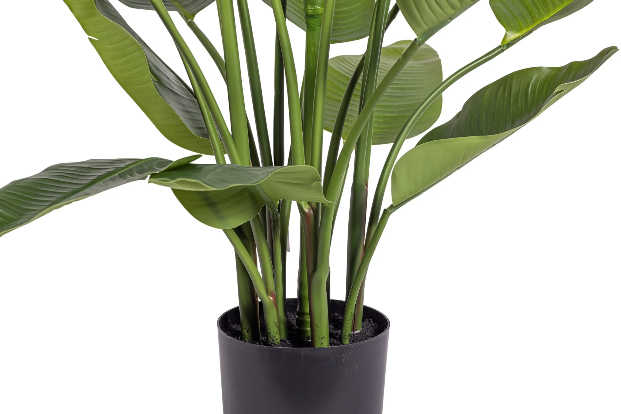 6' Bird of Paradise   FP1424 - Image 6