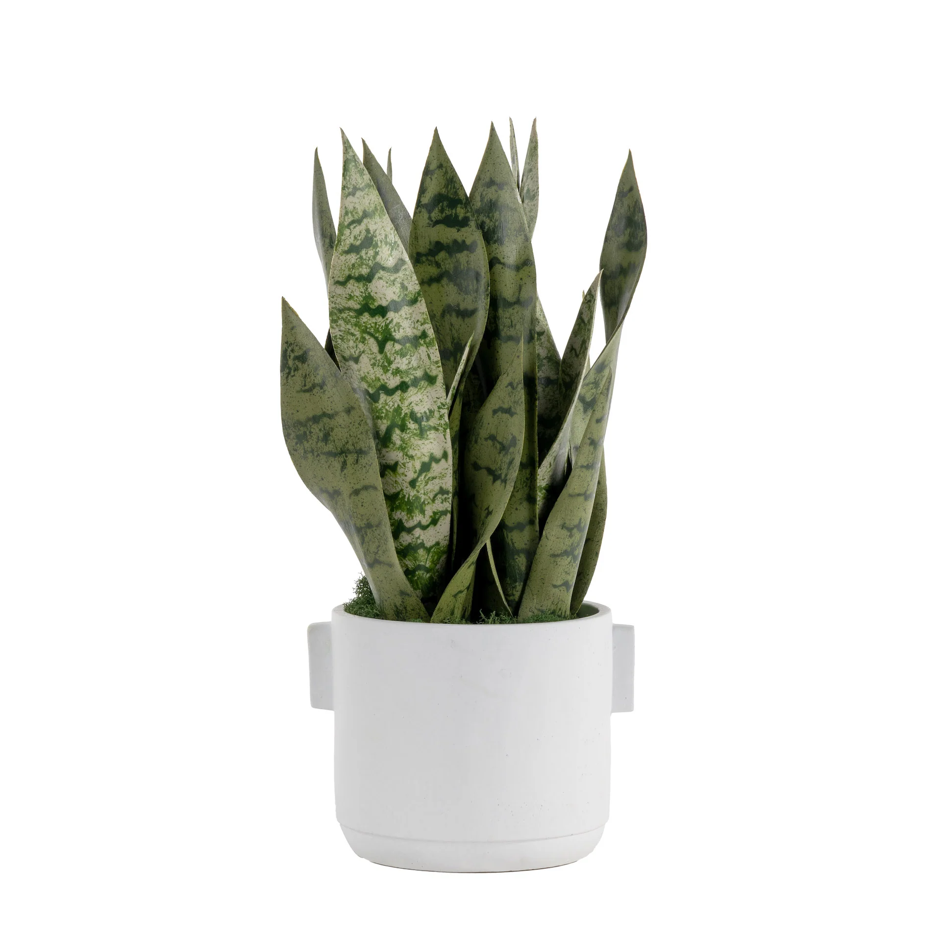 6" Watson Pot with Snake Plant Arrangement AR1629