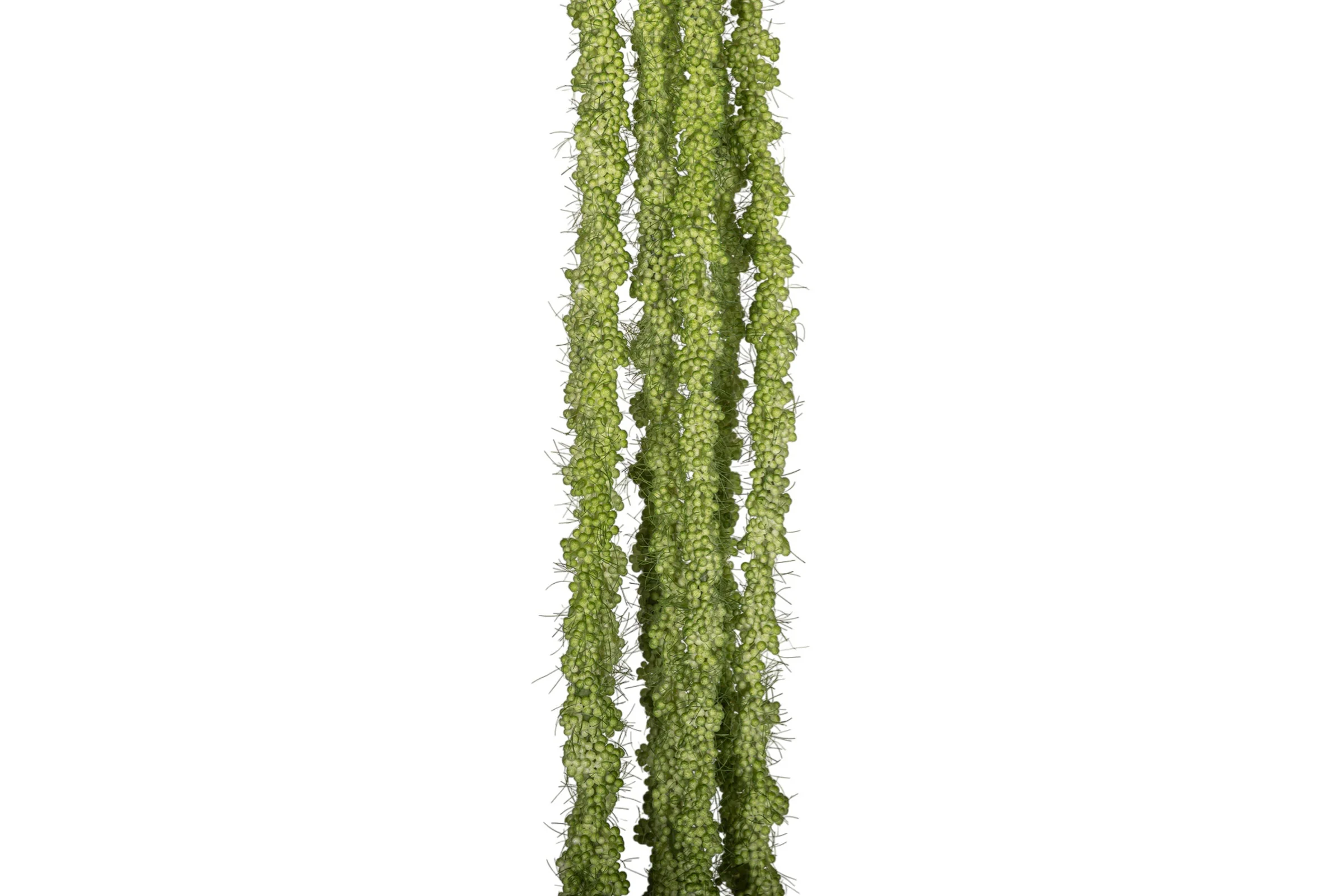 44" Amaranthus Spray Stem - Green  ST1202 - Image 3