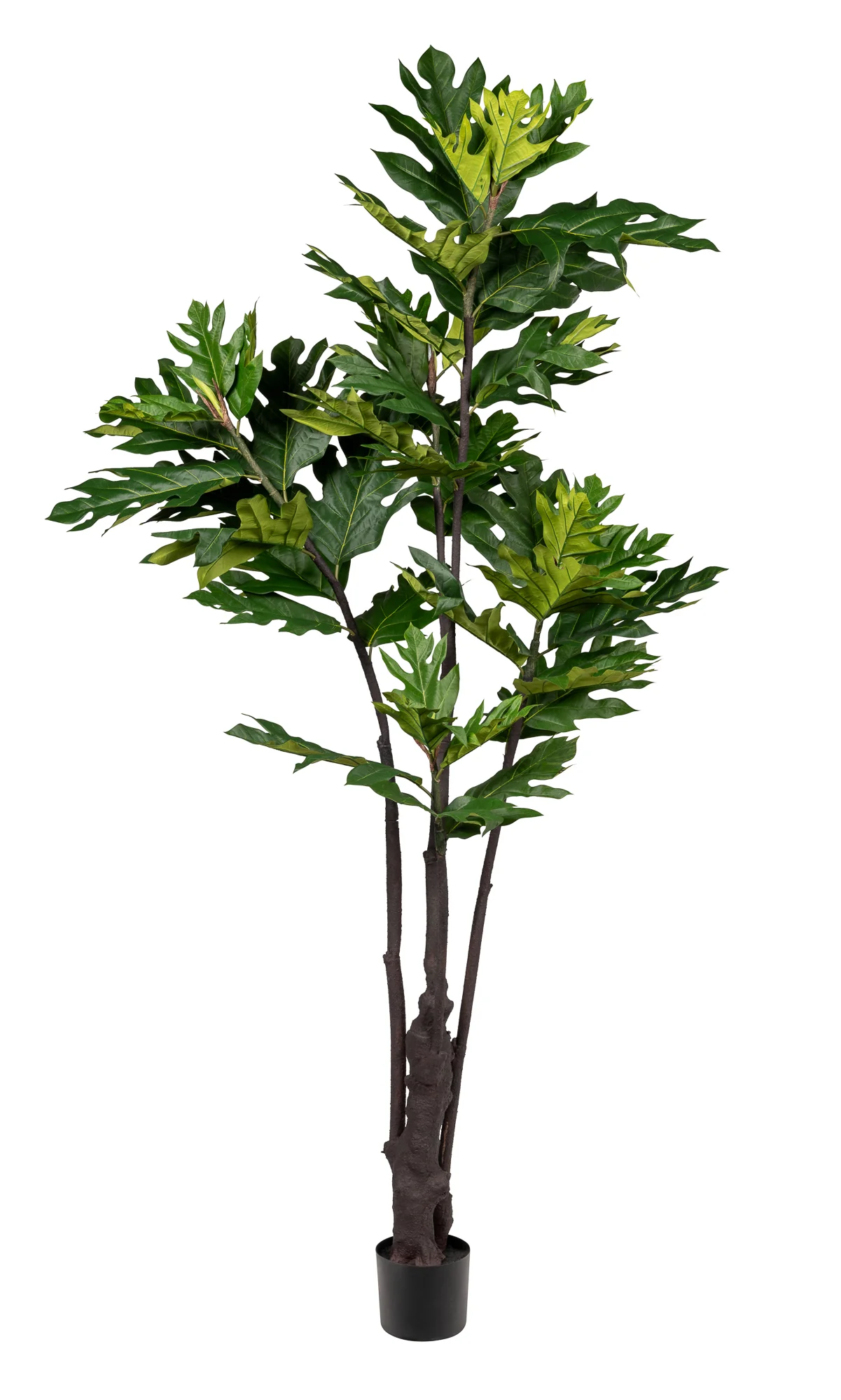 7' Artocarpus Tree - UV Treated FP1315