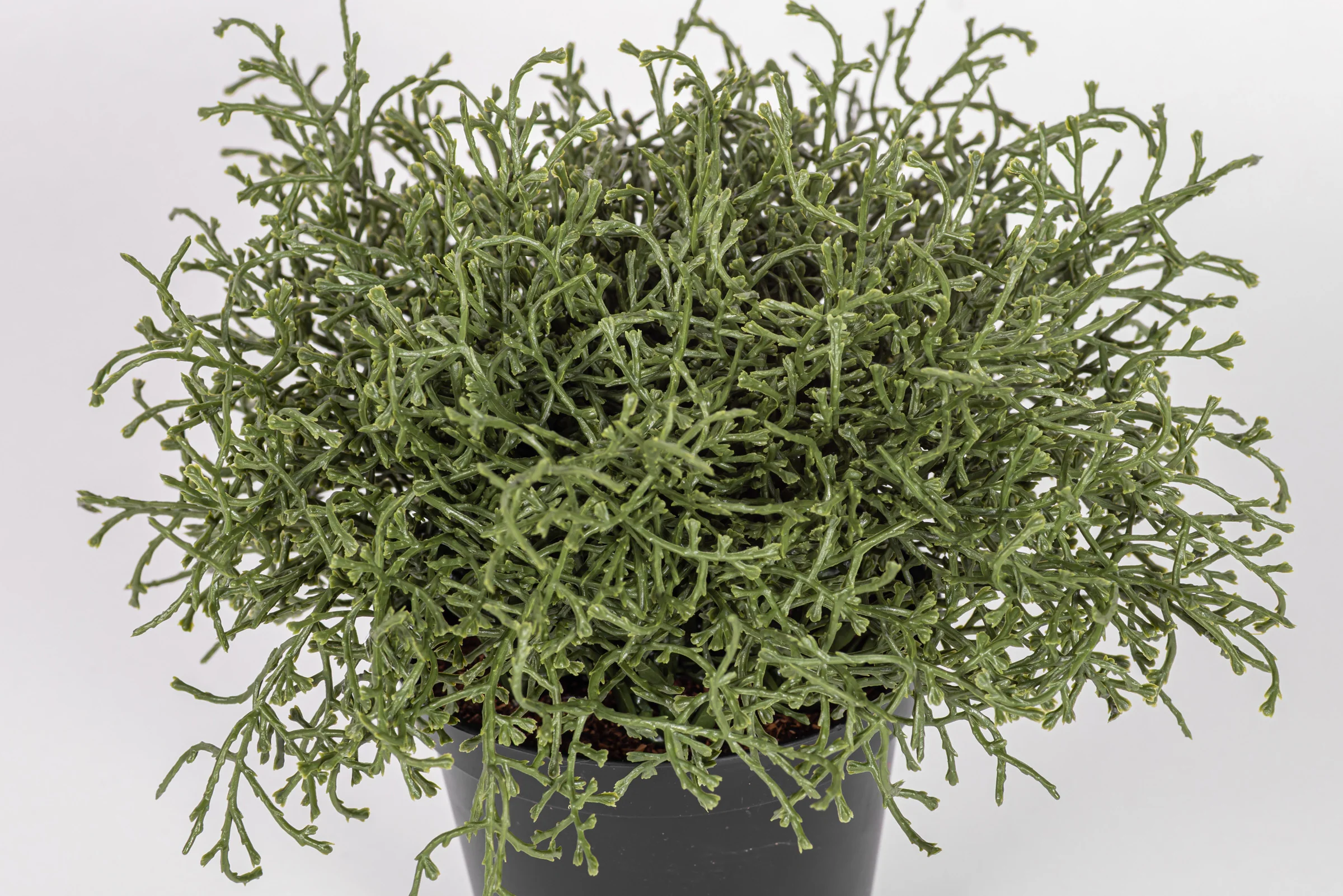 7" Cushion Bush Potted Plant   PP1068 - Image 3