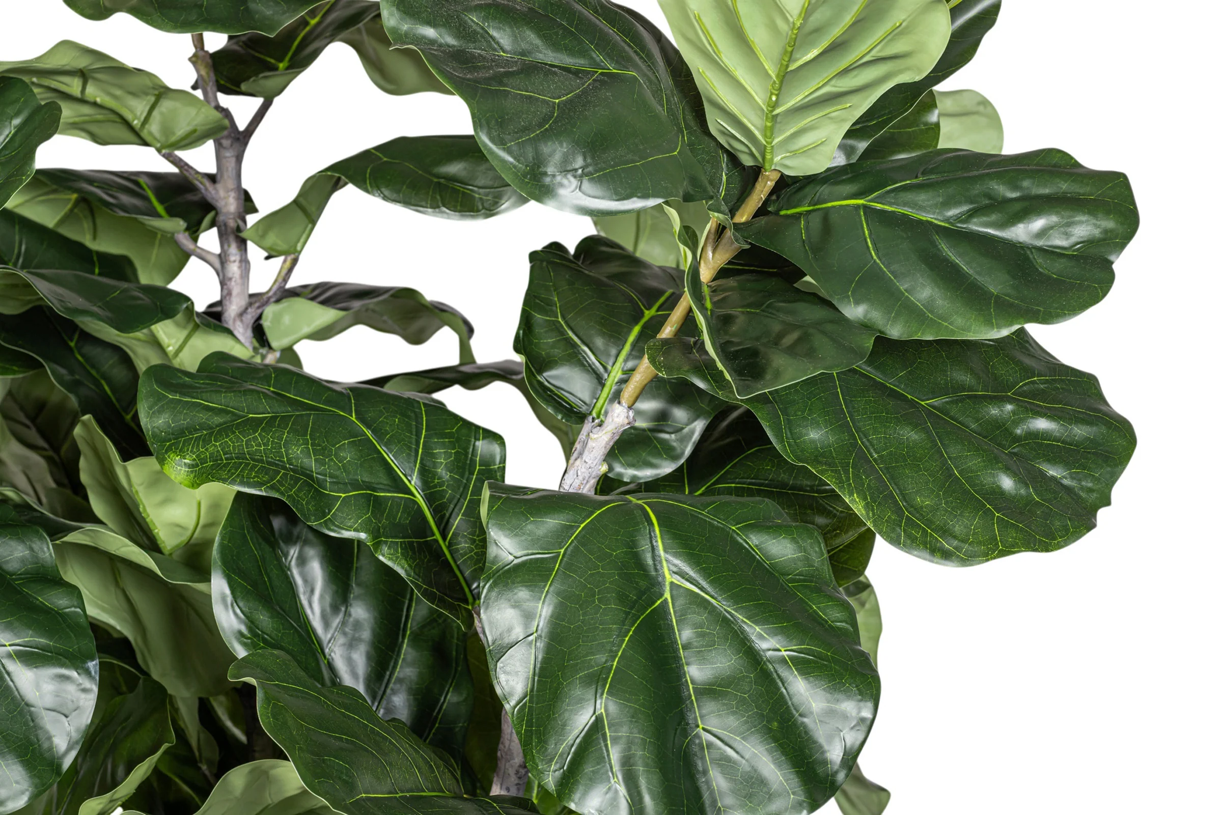 7.5' Fiddle Leaf Fig Tree in Round Tapered Pot with Green Moss   FP1419 - Image 3