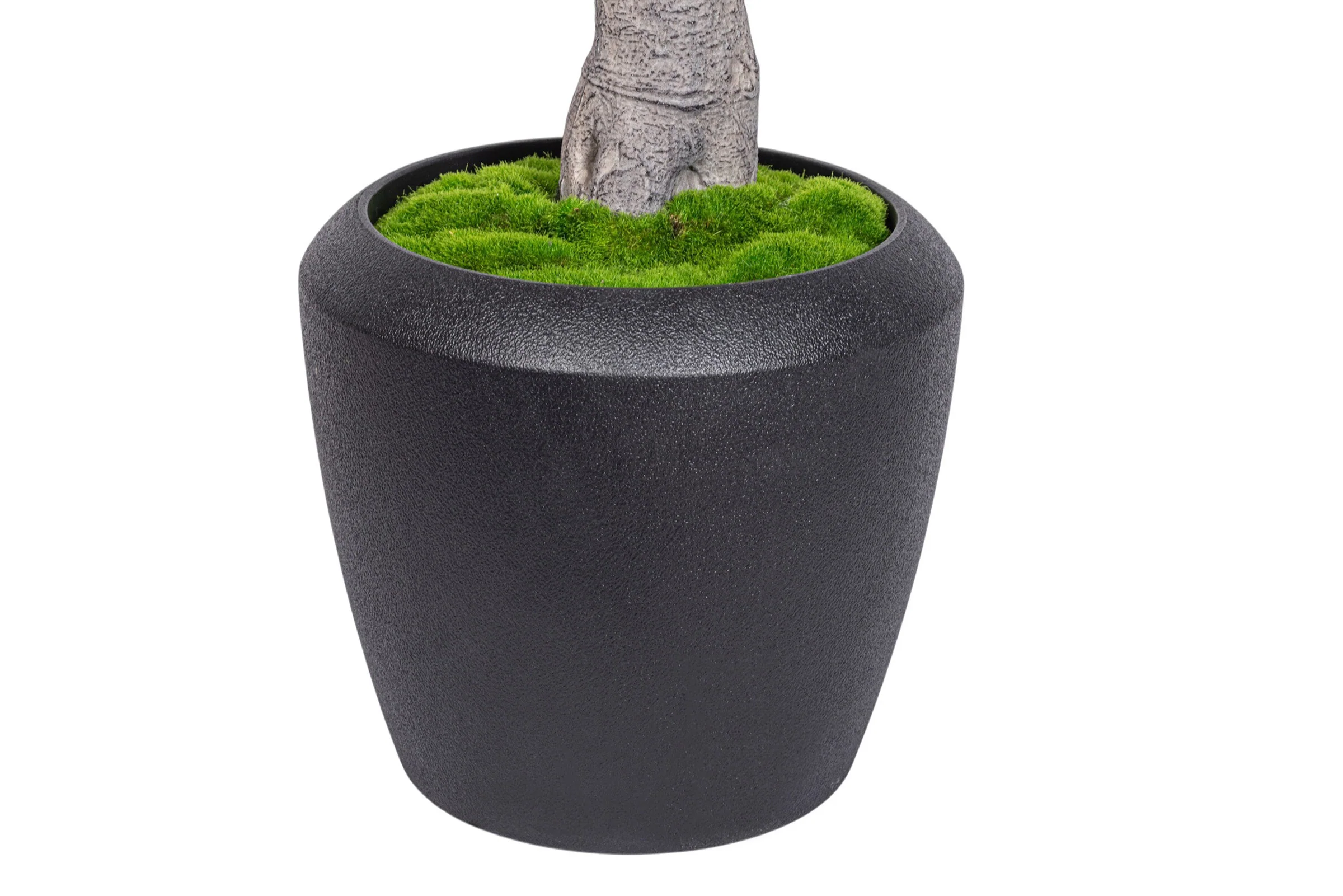 7.5' Fiddle Leaf Fig Tree in Round Tapered Pot with Green Moss   FP1419 - Image 4