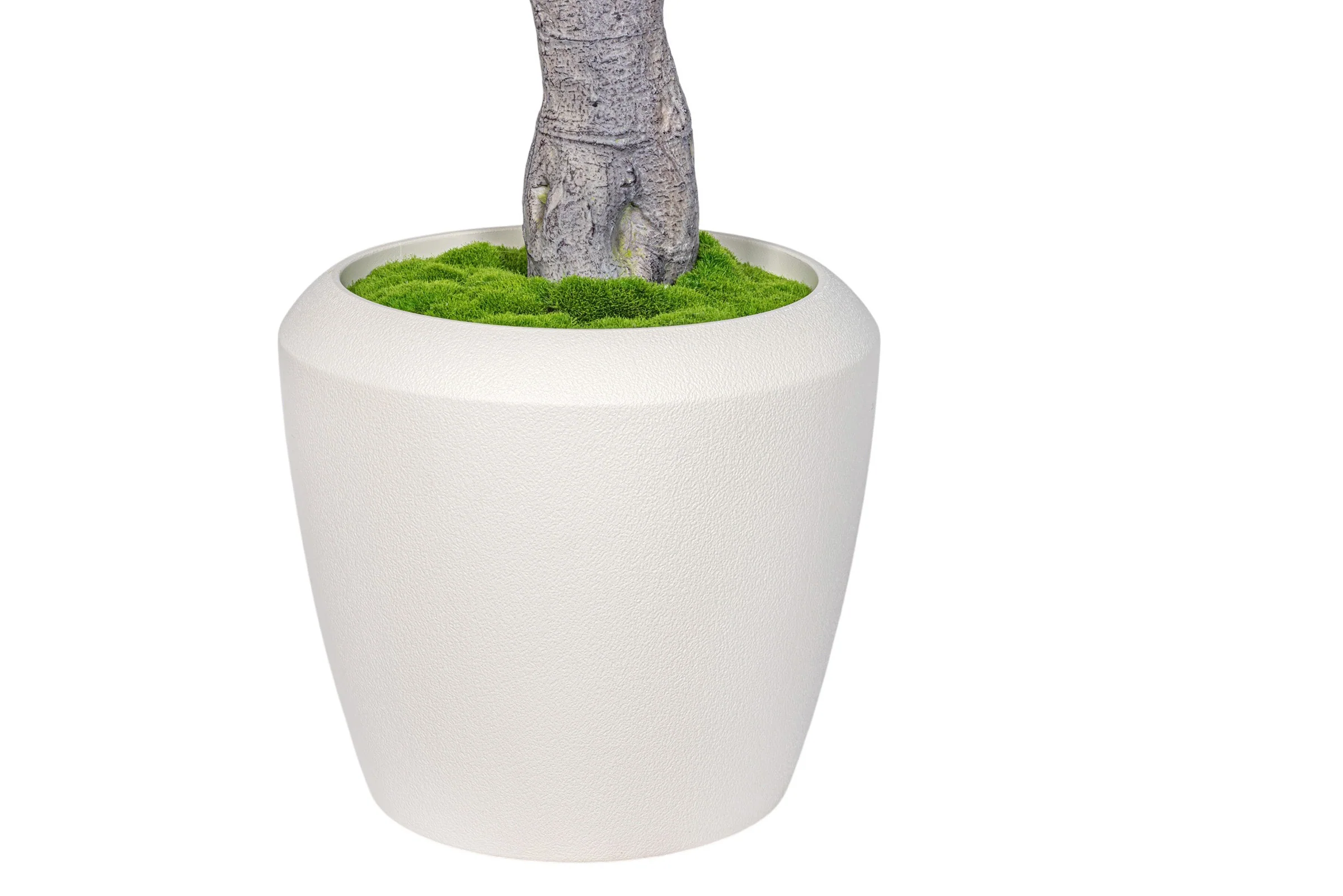 7.5' Fiddle Leaf Fig Tree in Round Tapered Pot with Green Moss   FP1419 - Image 5