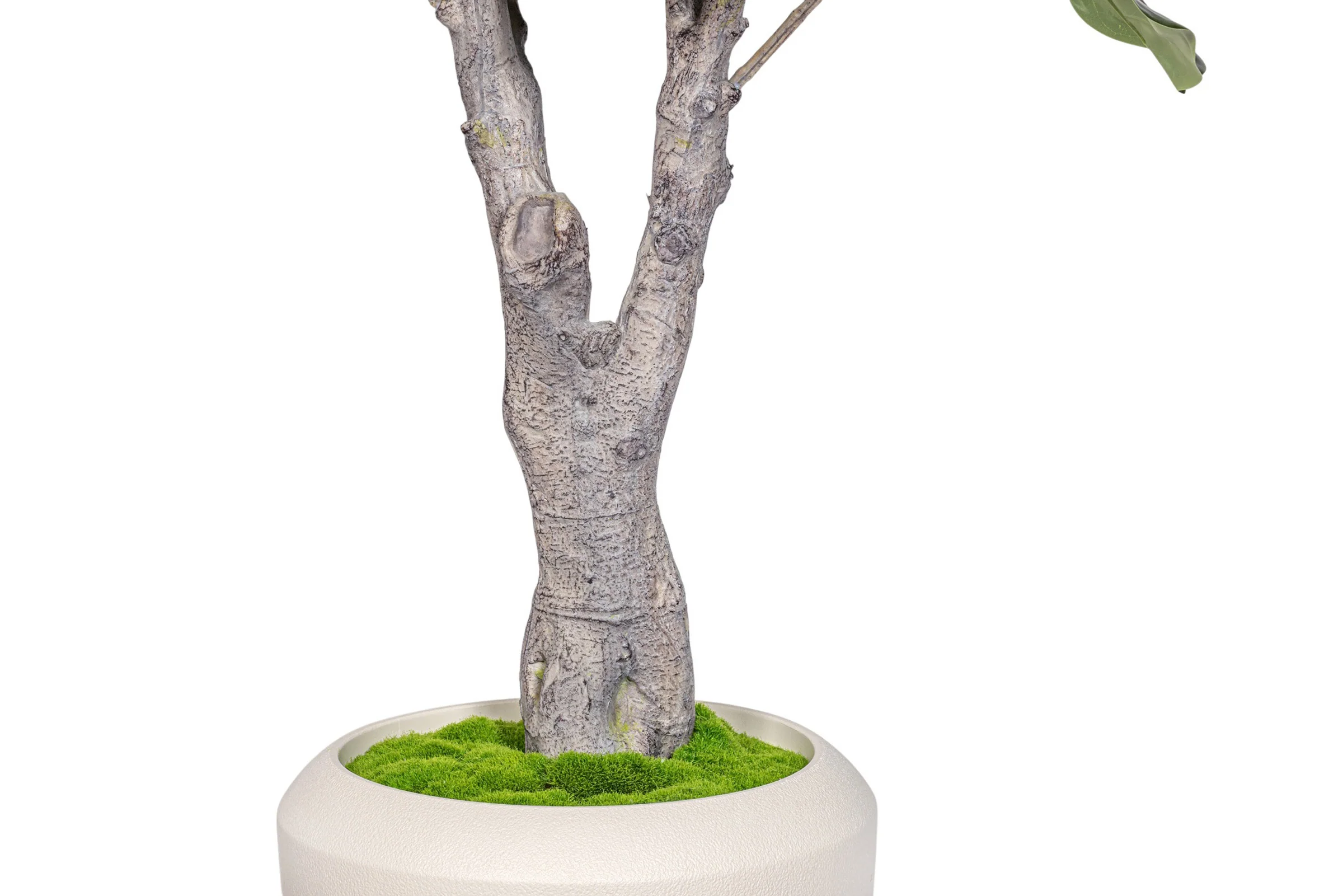 7.5' Fiddle Leaf Fig Tree in Round Tapered Pot with Green Moss   FP1419 - Image 6