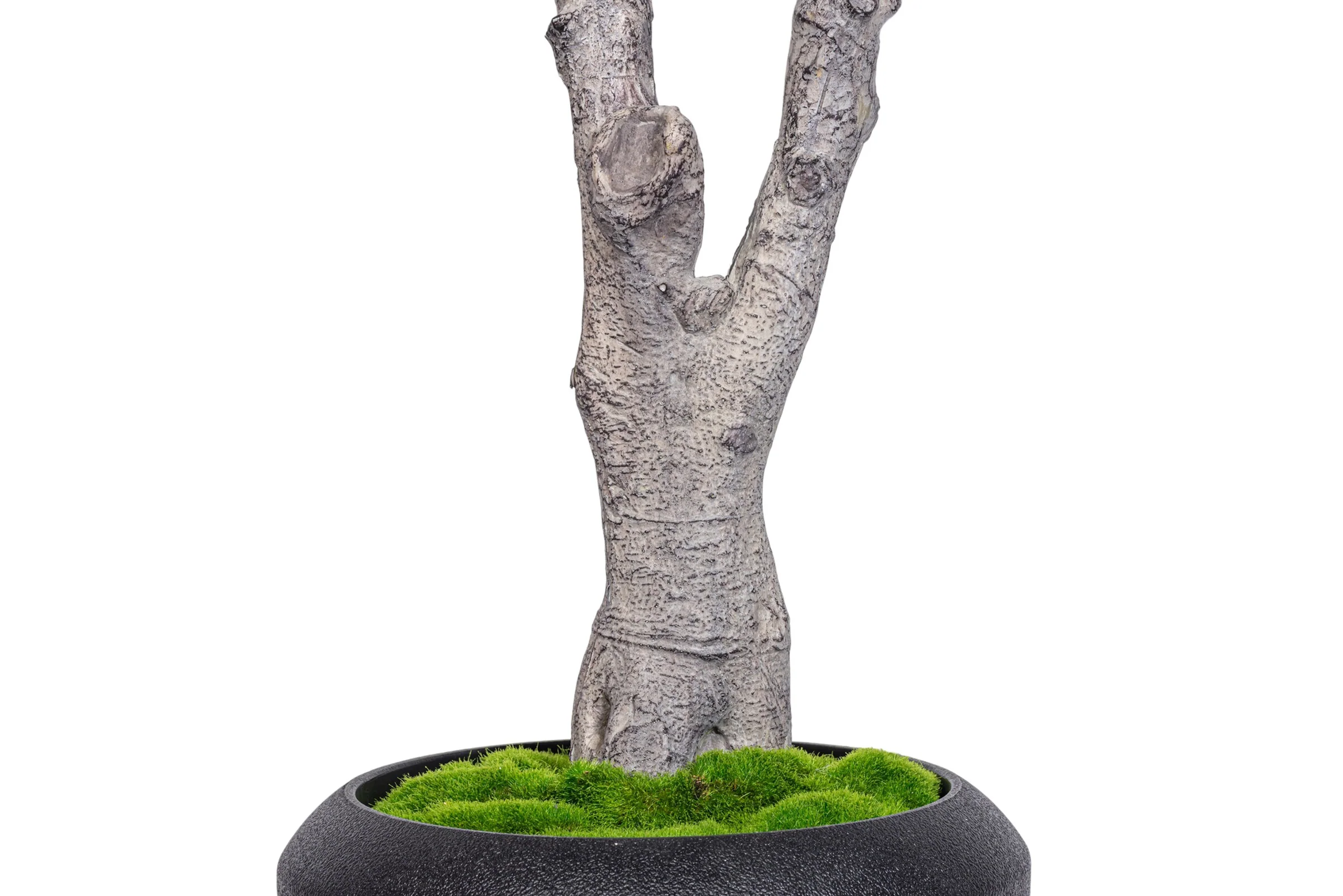 7.5' Fiddle Leaf Fig Tree in Round Tapered Pot with Green Moss   FP1419 - Image 7