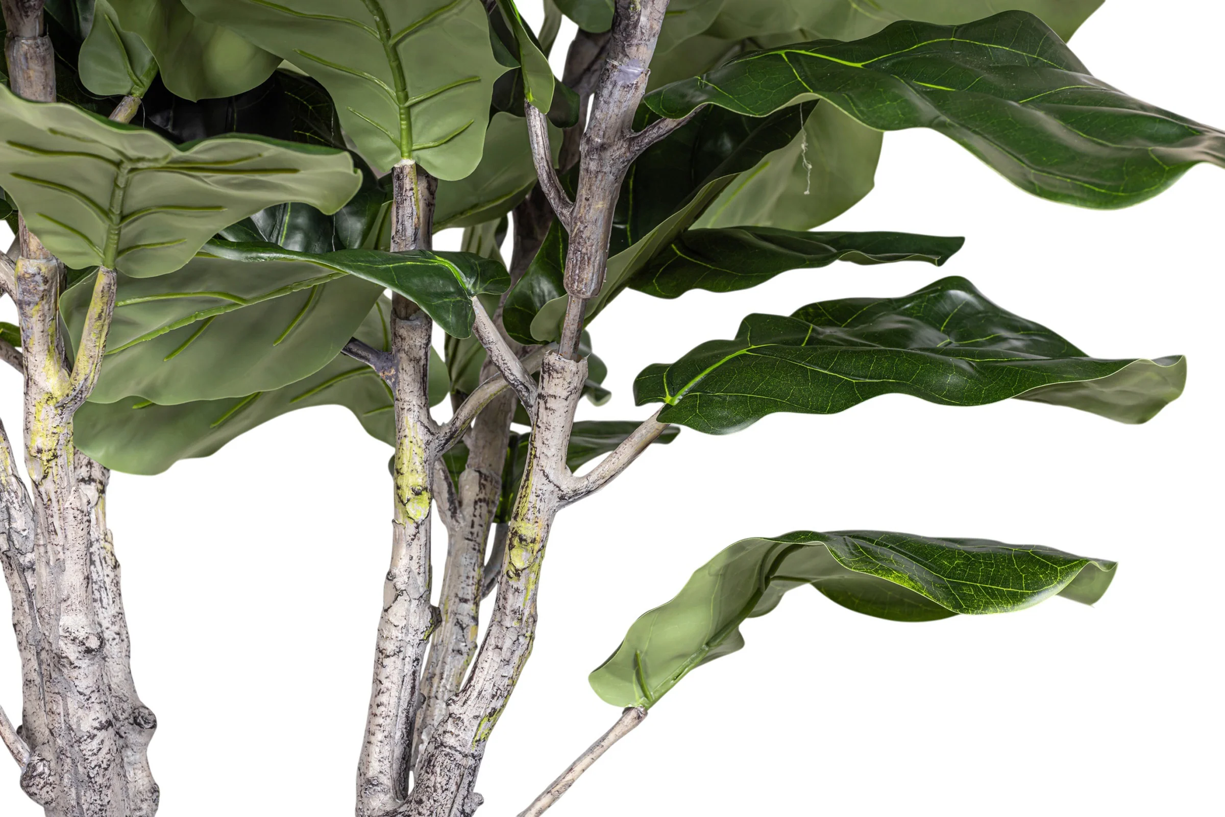 7.5' Fiddle Leaf Fig Tree in Round Tapered Pot with Green Moss   FP1419 - Image 8