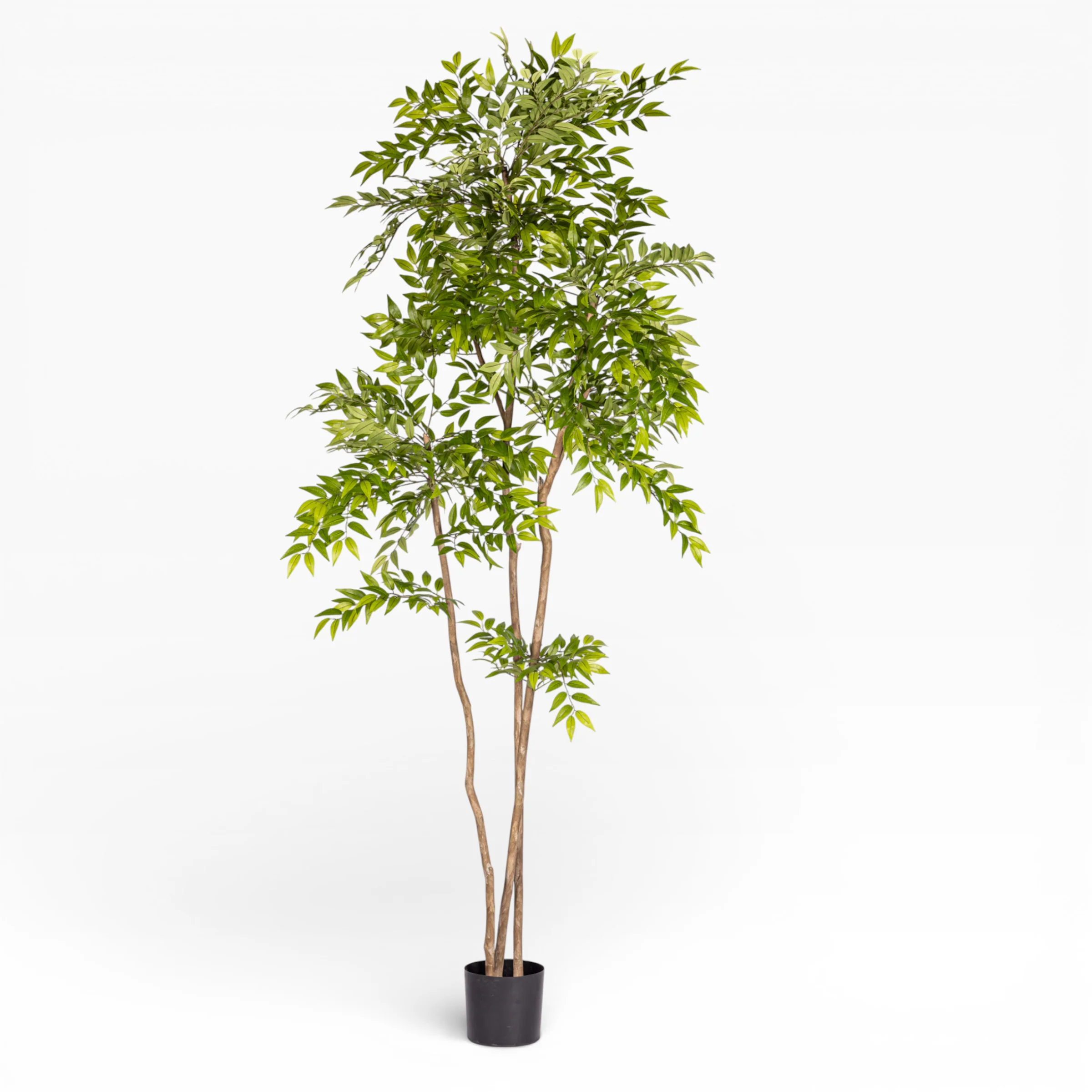8' French Ficus Tree   FP1414 - Image 4
